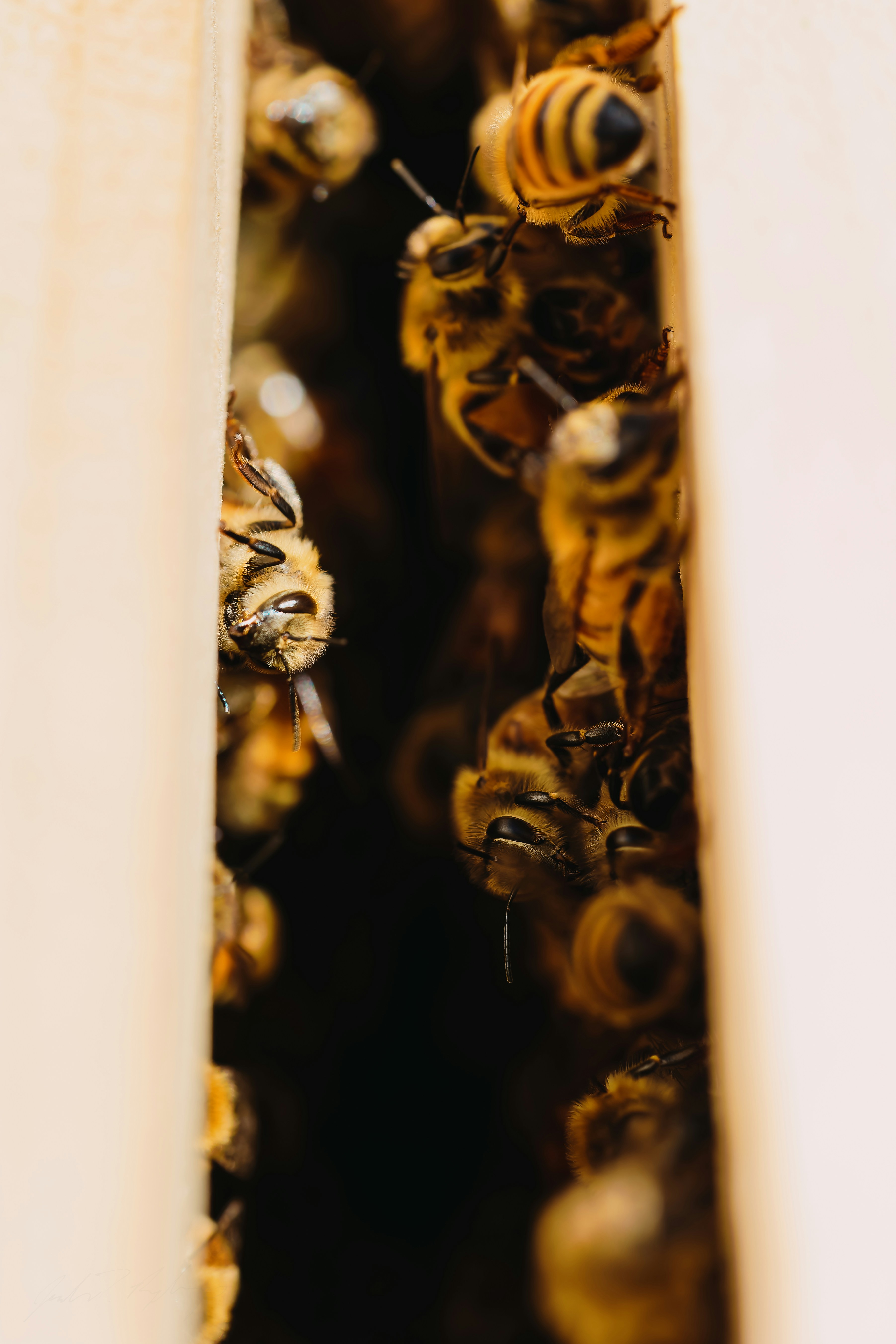 A bunch of bees that are in a beehive