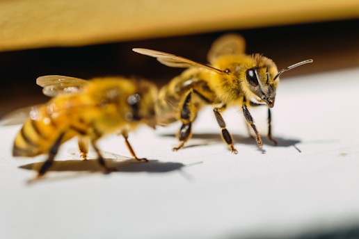 A couple of bees sitting on top of a table