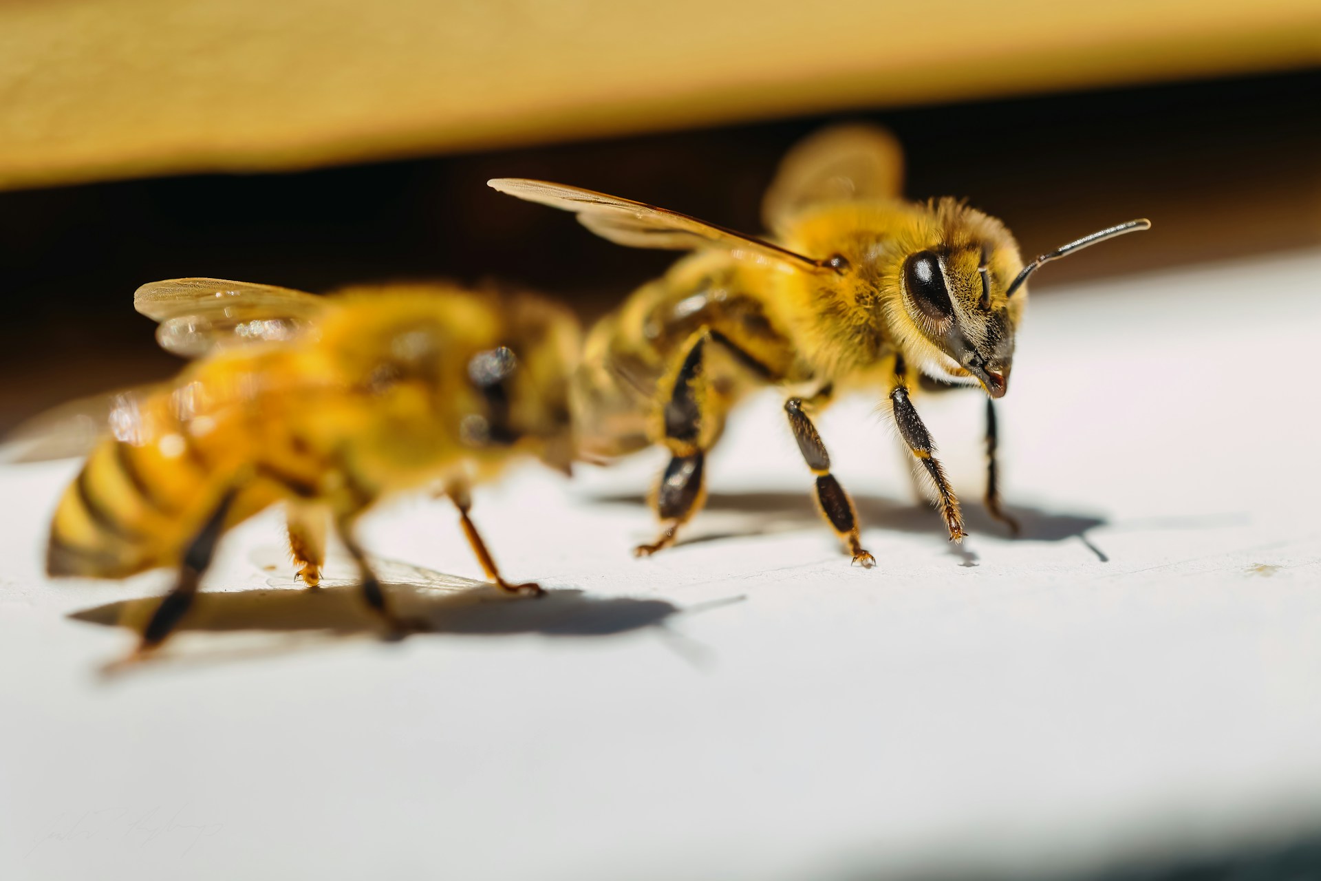 A couple of bees sitting on top of a table