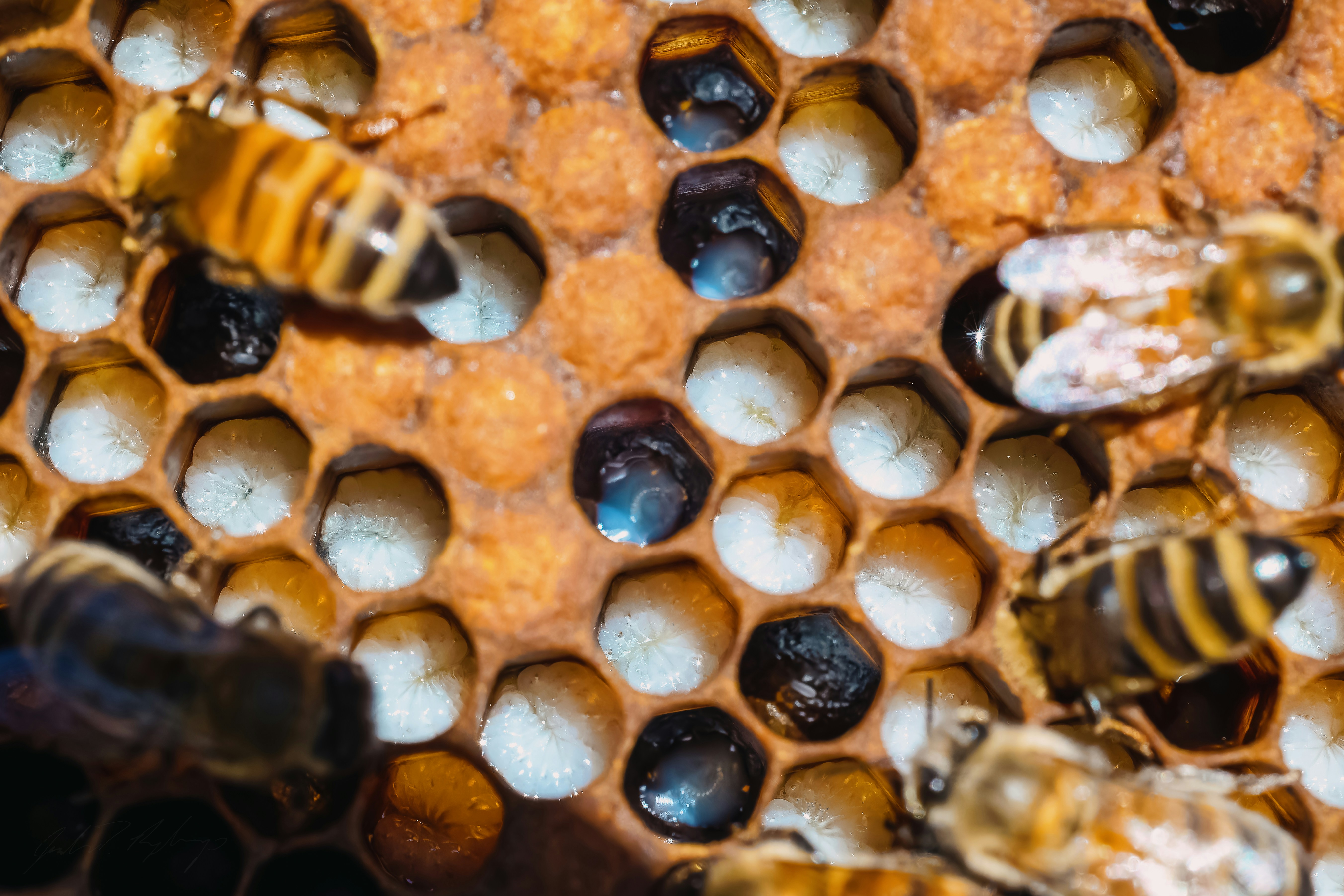 A bunch of bees that are in a beehive