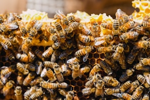 A bunch of bees that are in a beehive