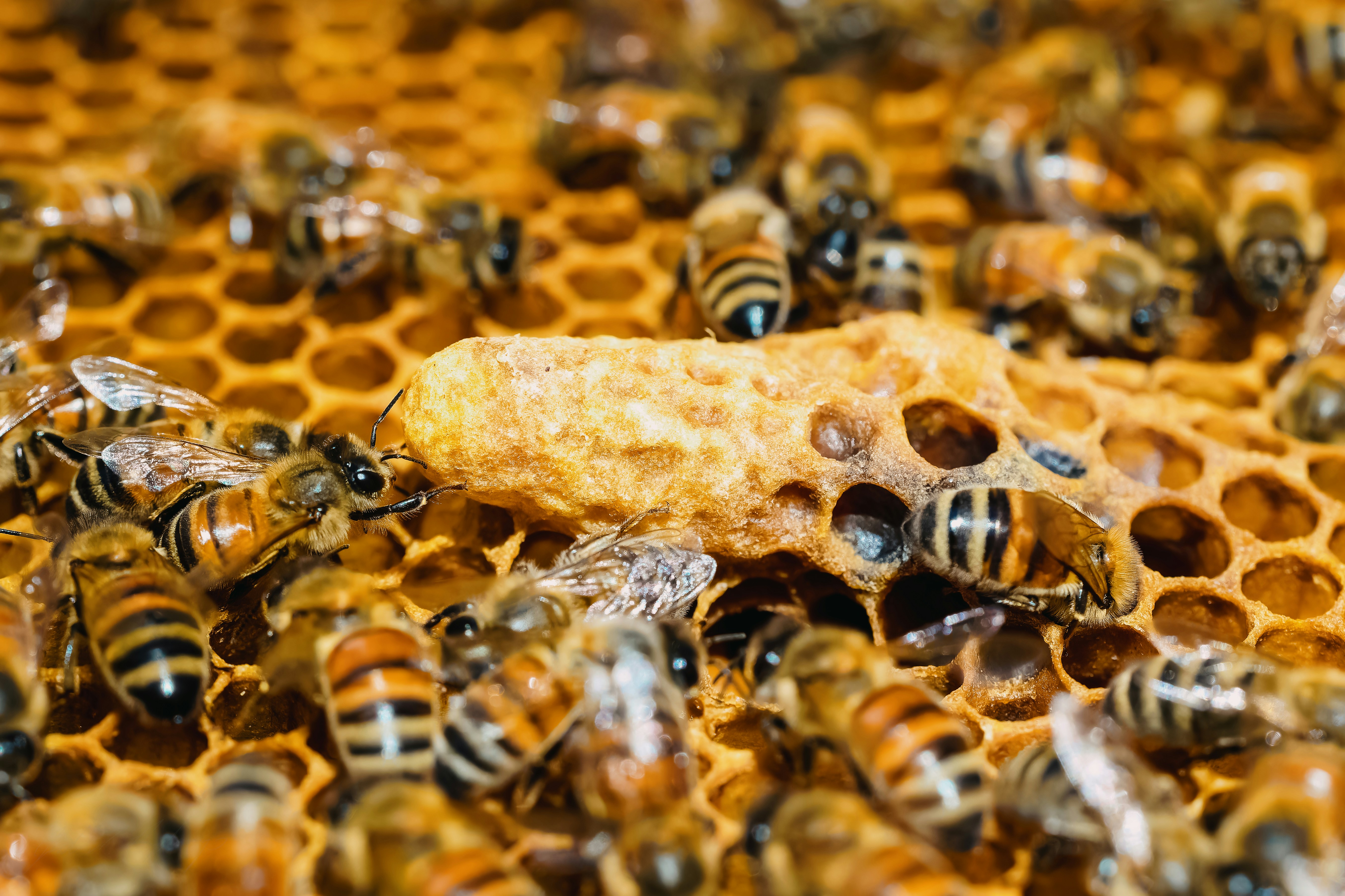 A bunch of bees that are on a honeycomb