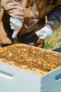 A beekeeper in a bee suit and white gloves inspects a beehive