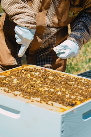 A beekeeper in a bee suit and white gloves inspects a beehive