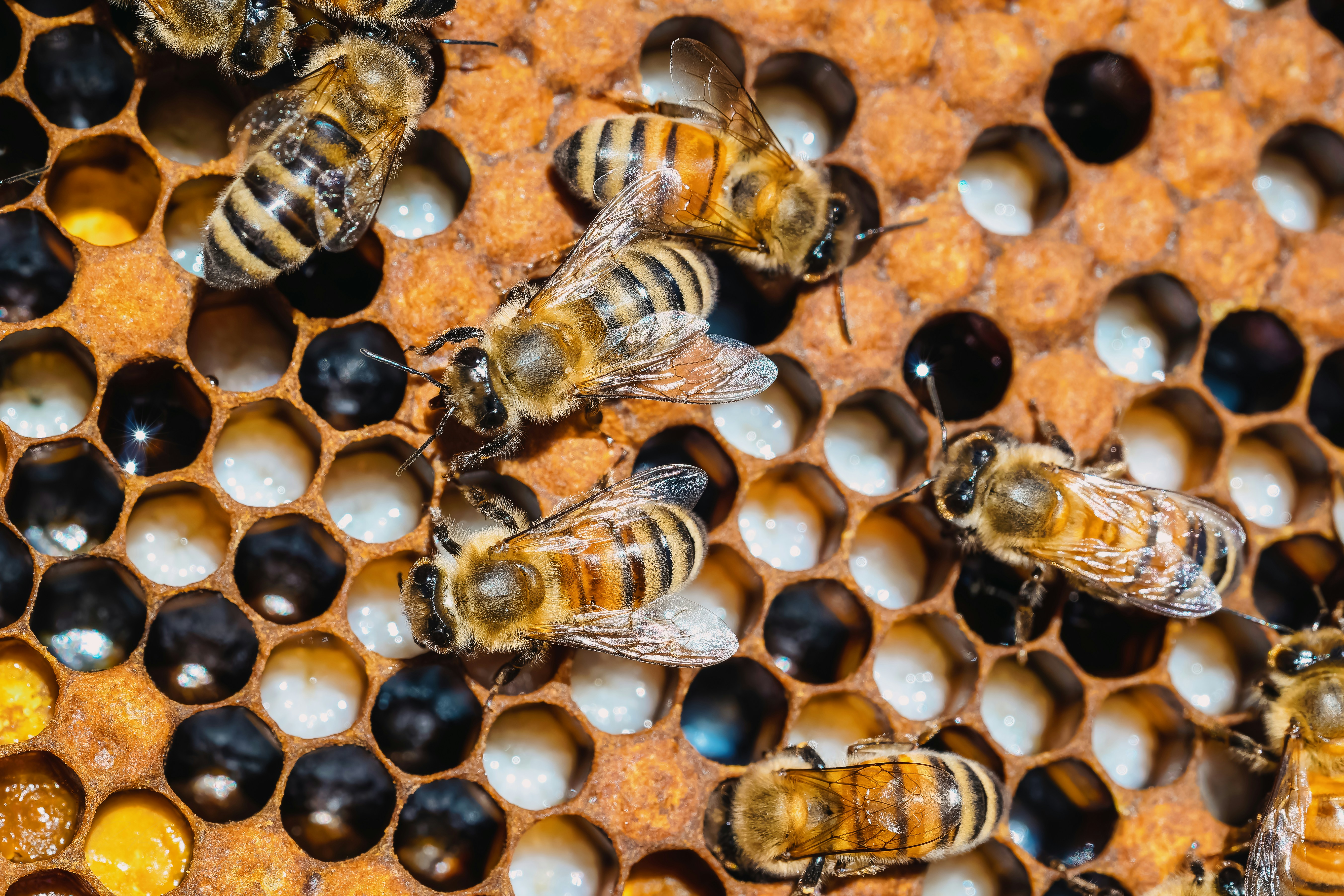 Cover Image for Seminar: Governance Among Plants & Insects with Dr. Orit Peleg