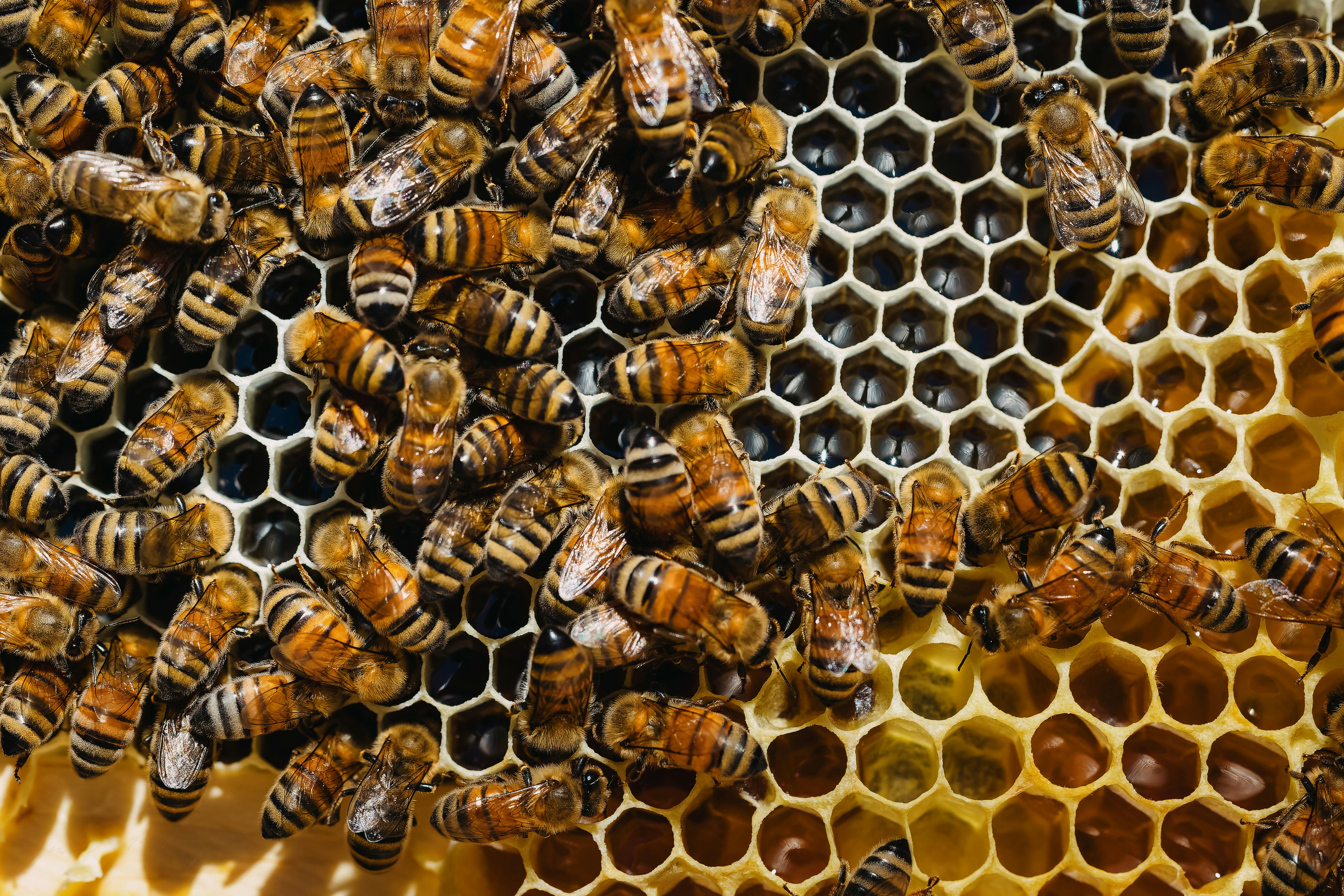 A bunch of bees that are inside of a beehive