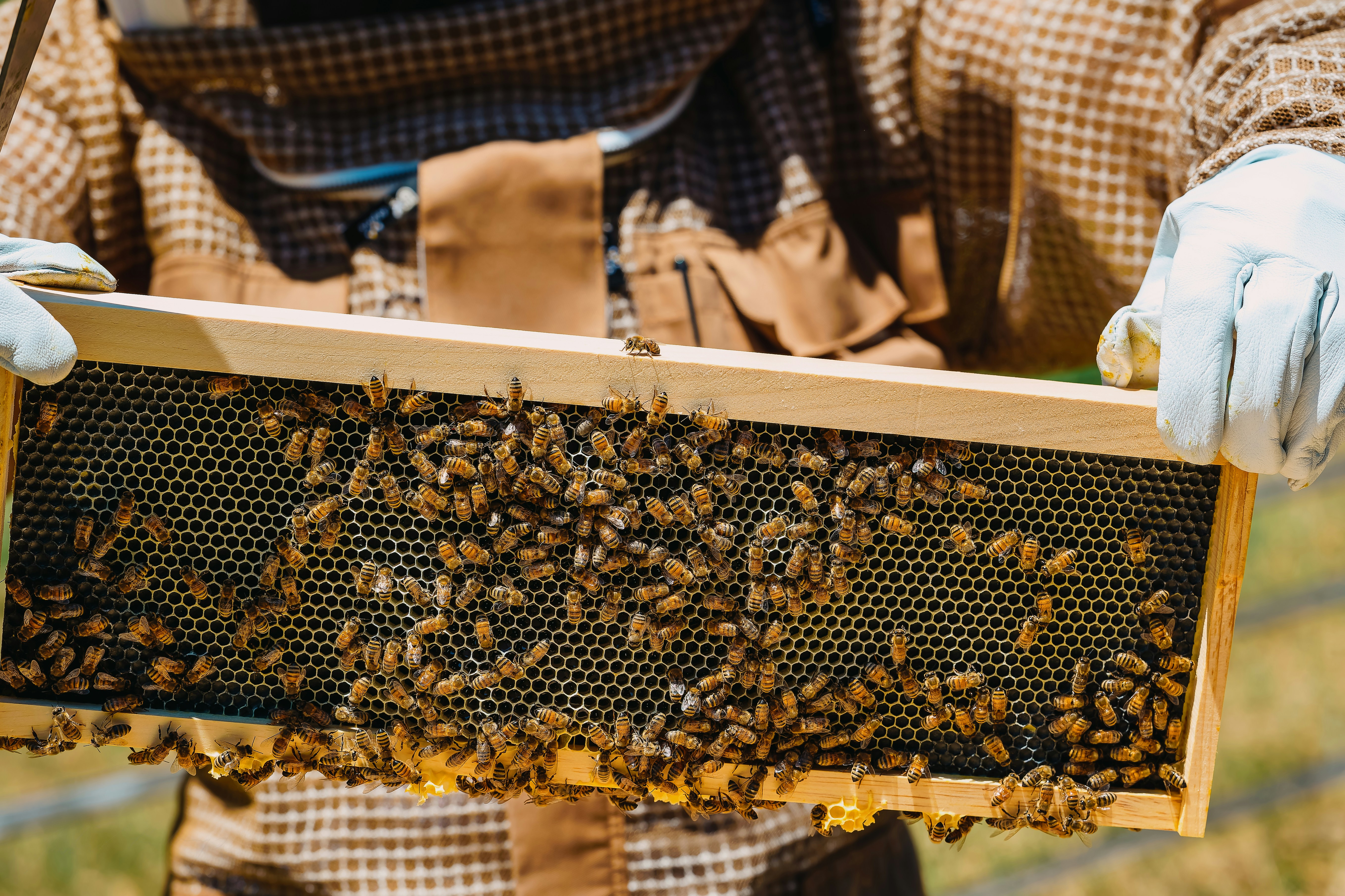 A beekeeper holding a frame full of bees
