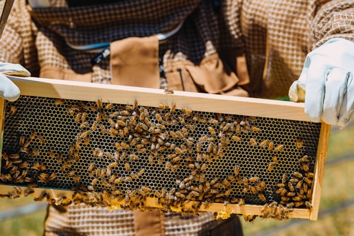 A beekeeper holding a frame full of bees