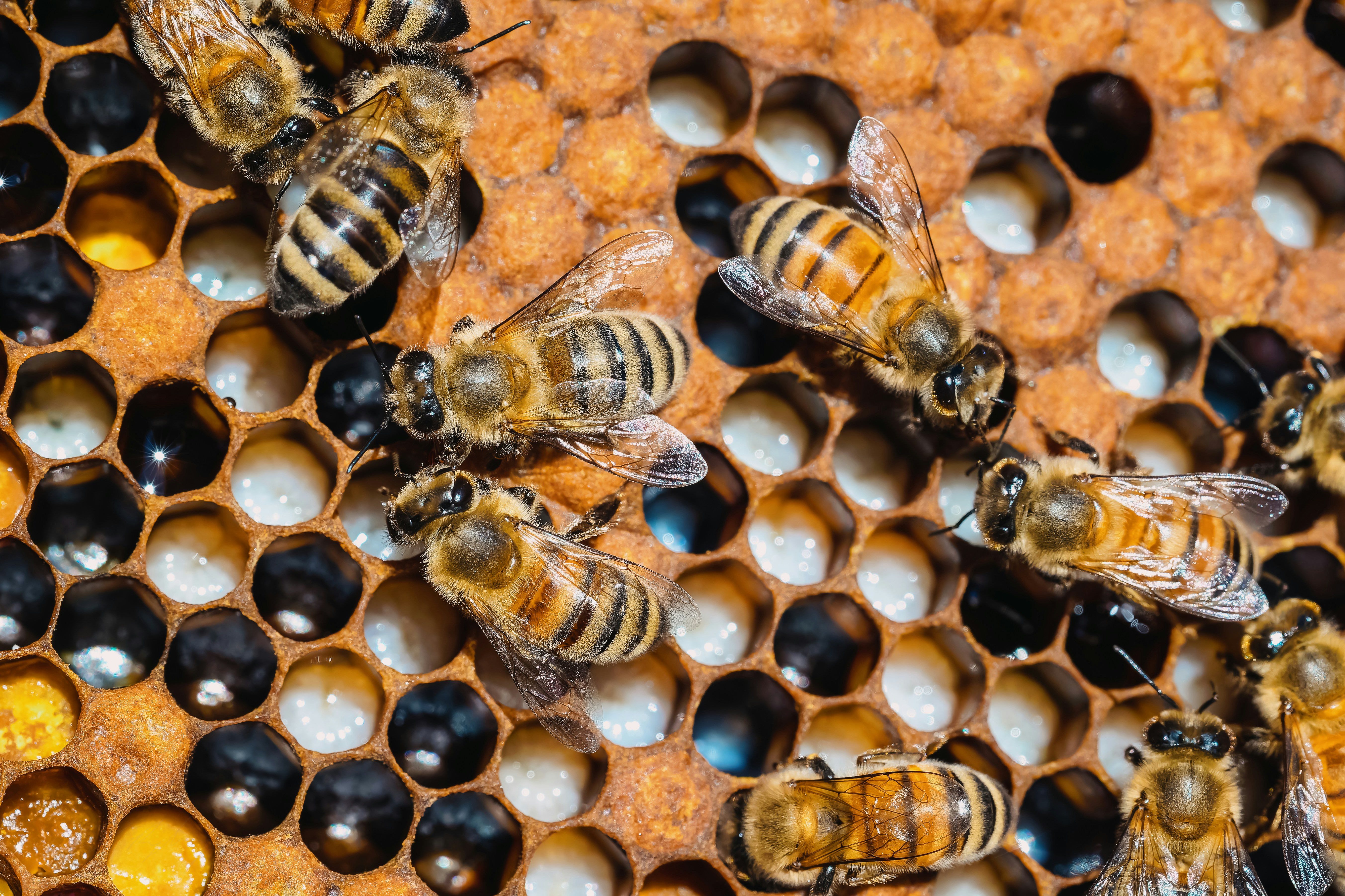 A group of bees sitting on top of a honeycomb