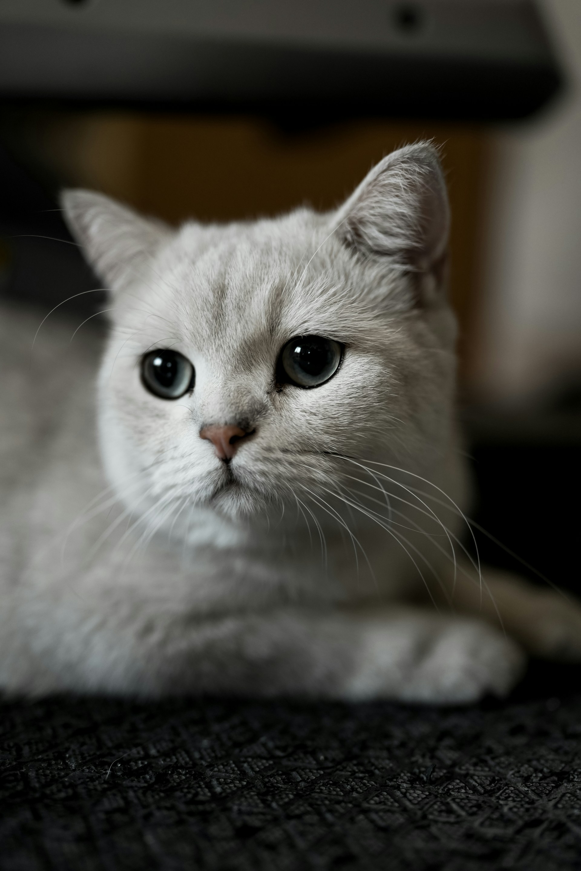 A white cat with blue eyes laying on the floor