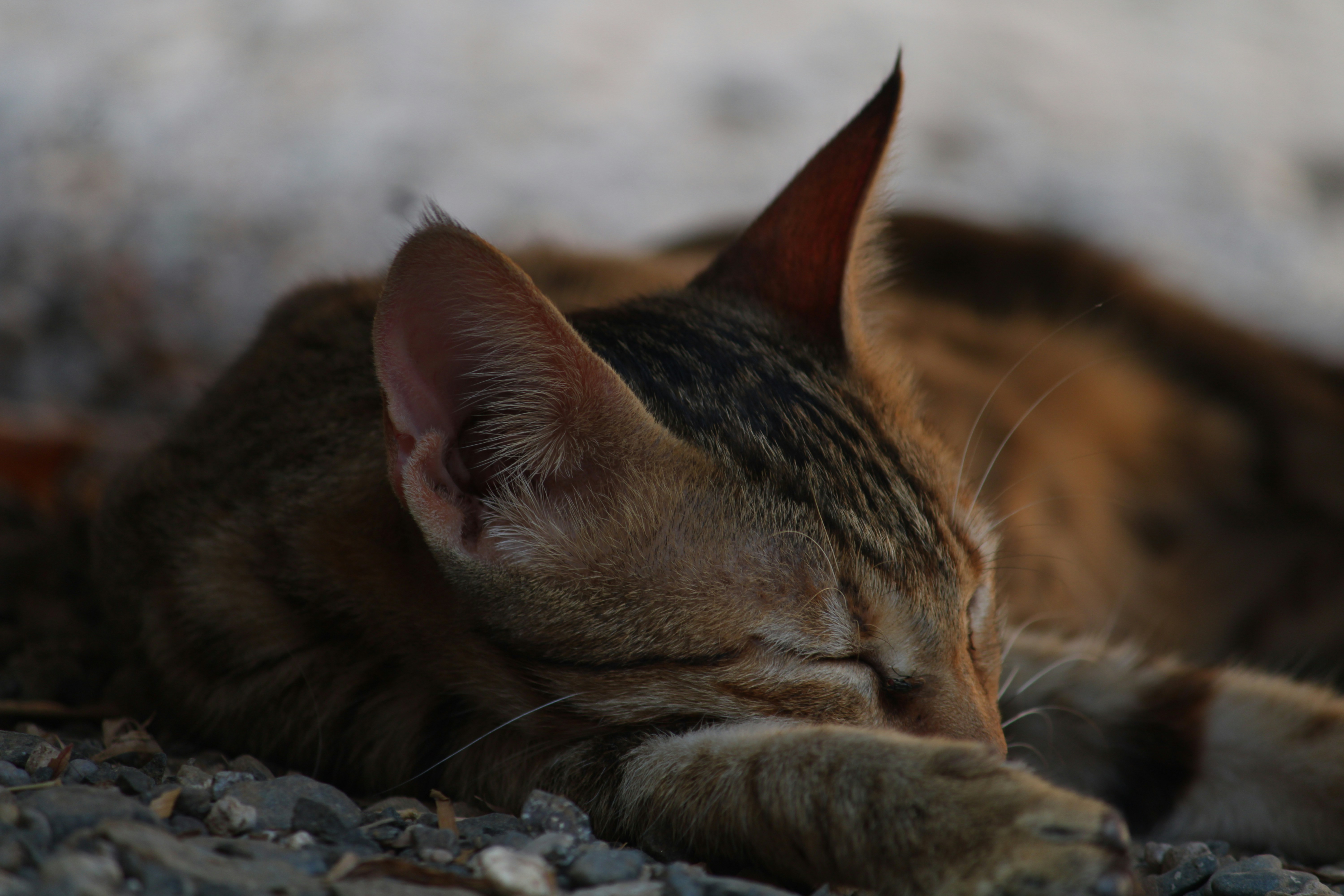 A cat that is laying down on the ground photo – Free Cat Image on Unsplash