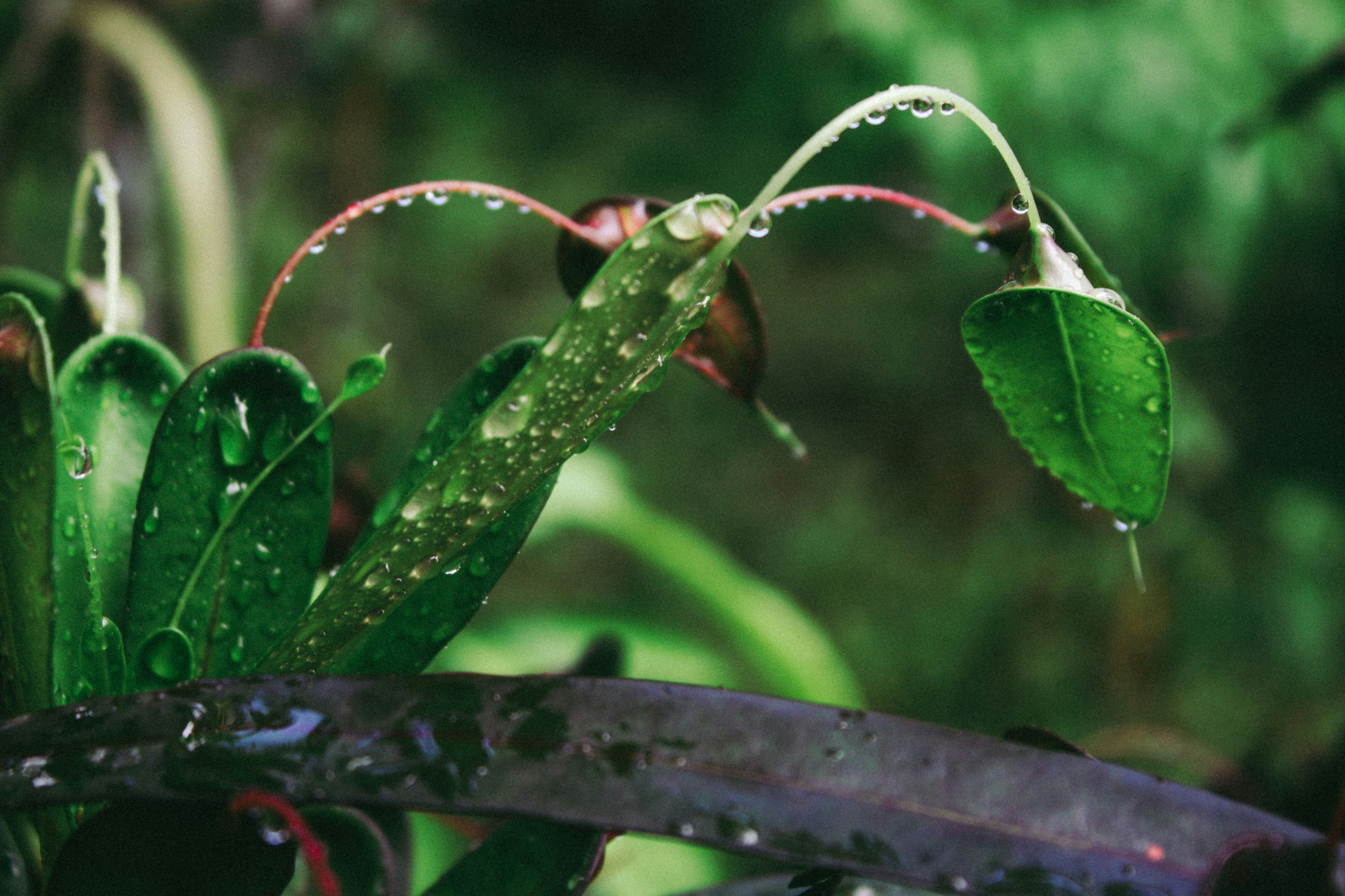 A close up of a plant with water droplets on it photo – Free Green ...