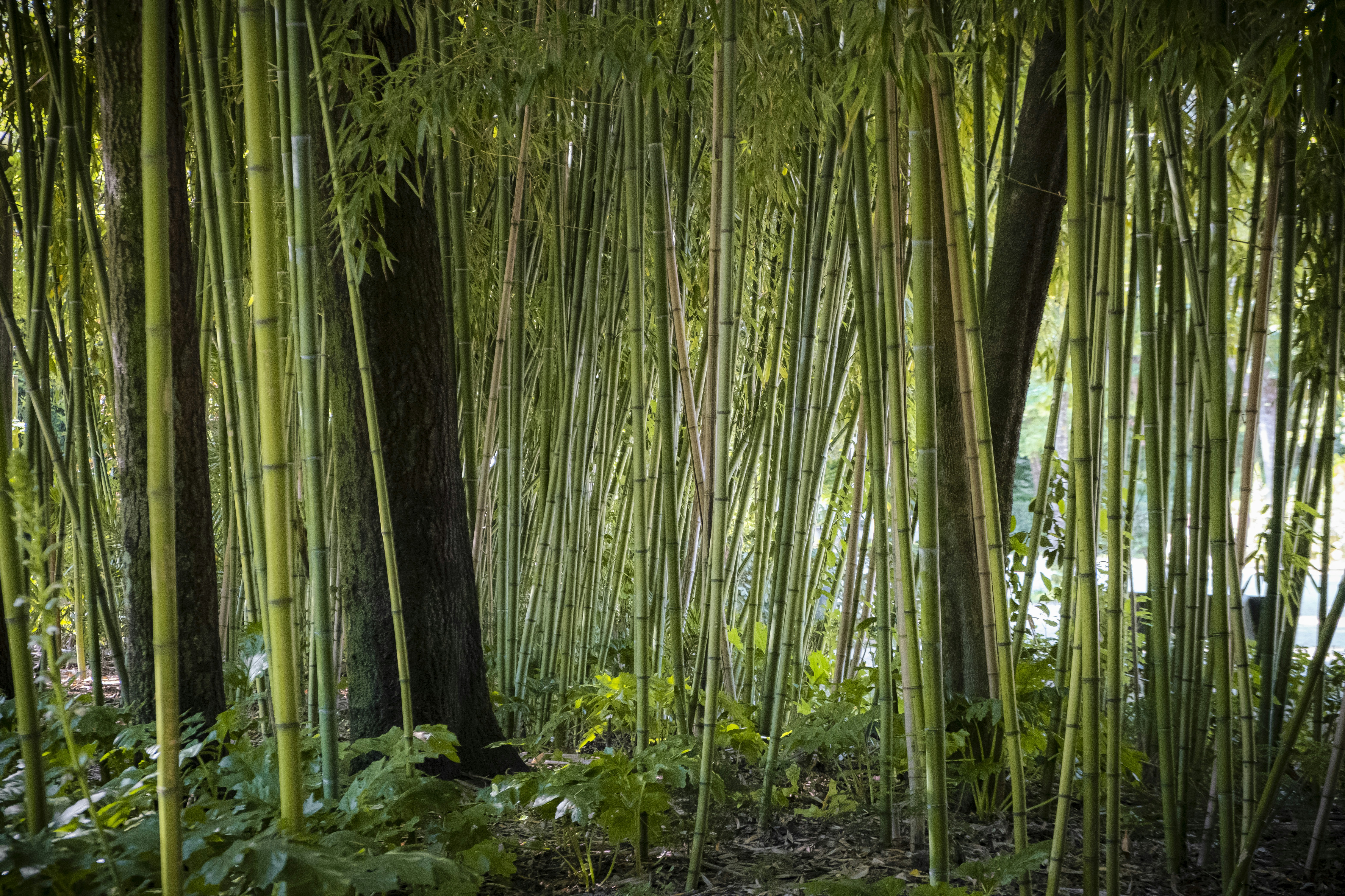 A group of trees that are next to each other