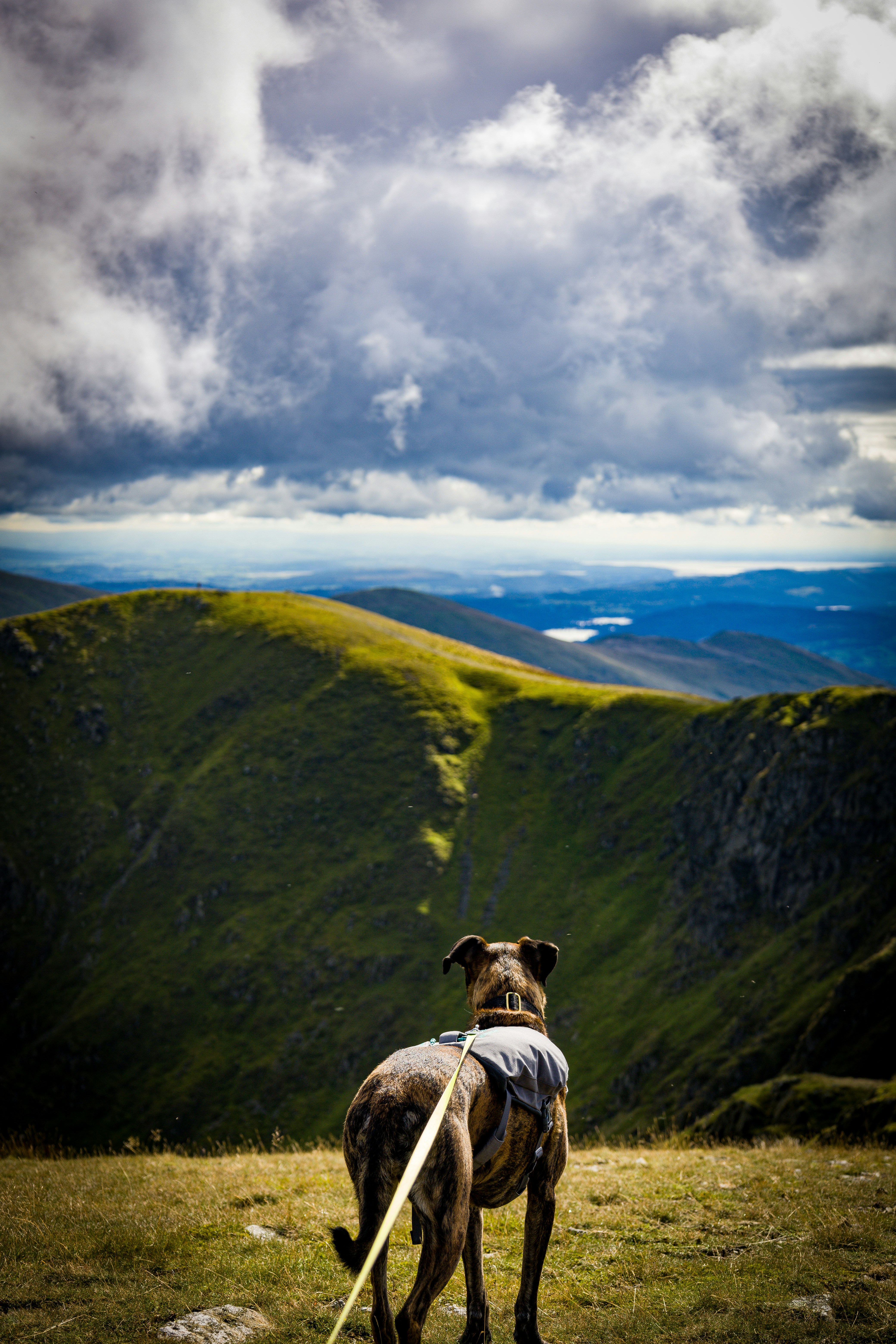 A dog standing on top of a lush green hillside photo – Free Land Image ...