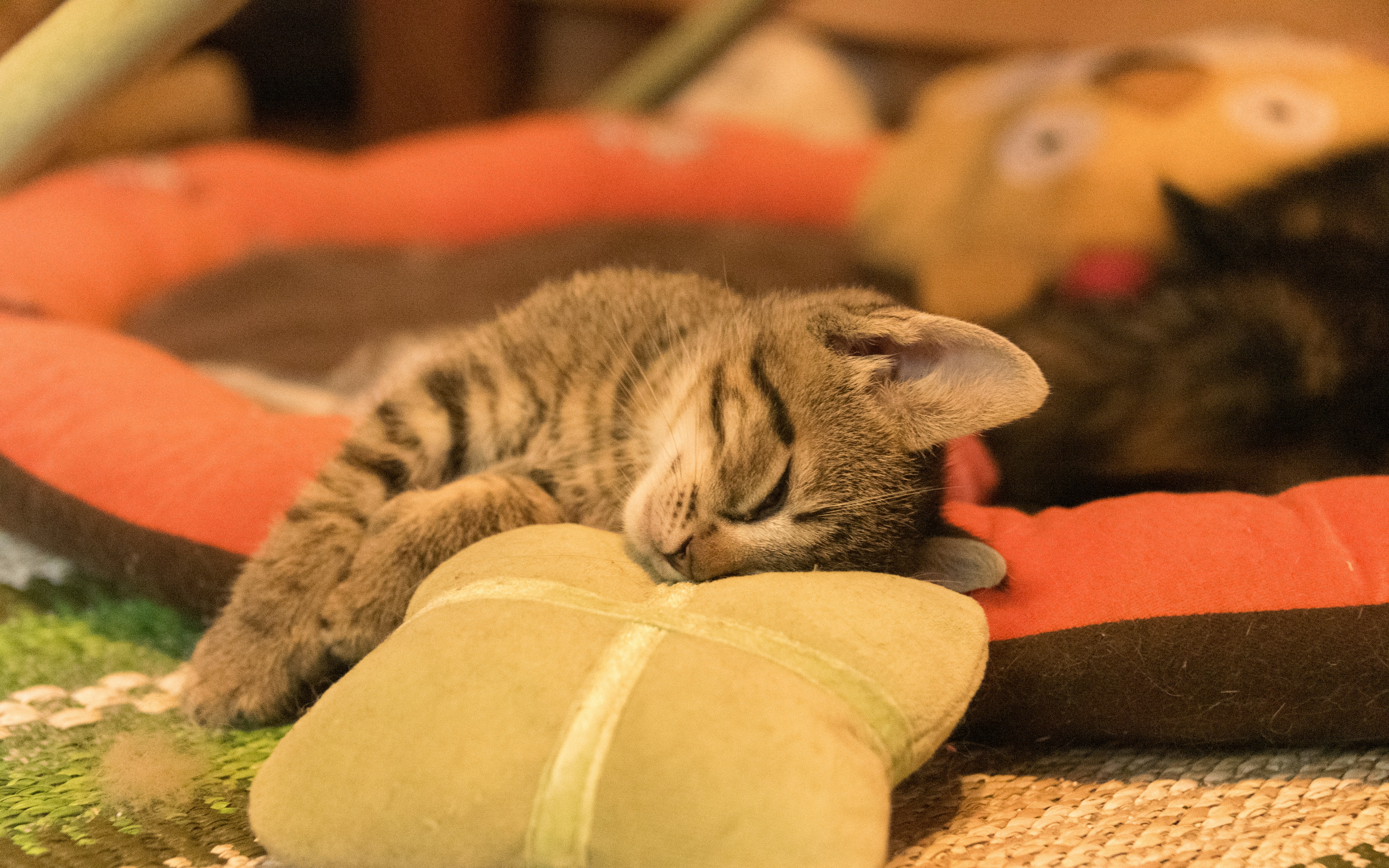 Cat on pillow with toy