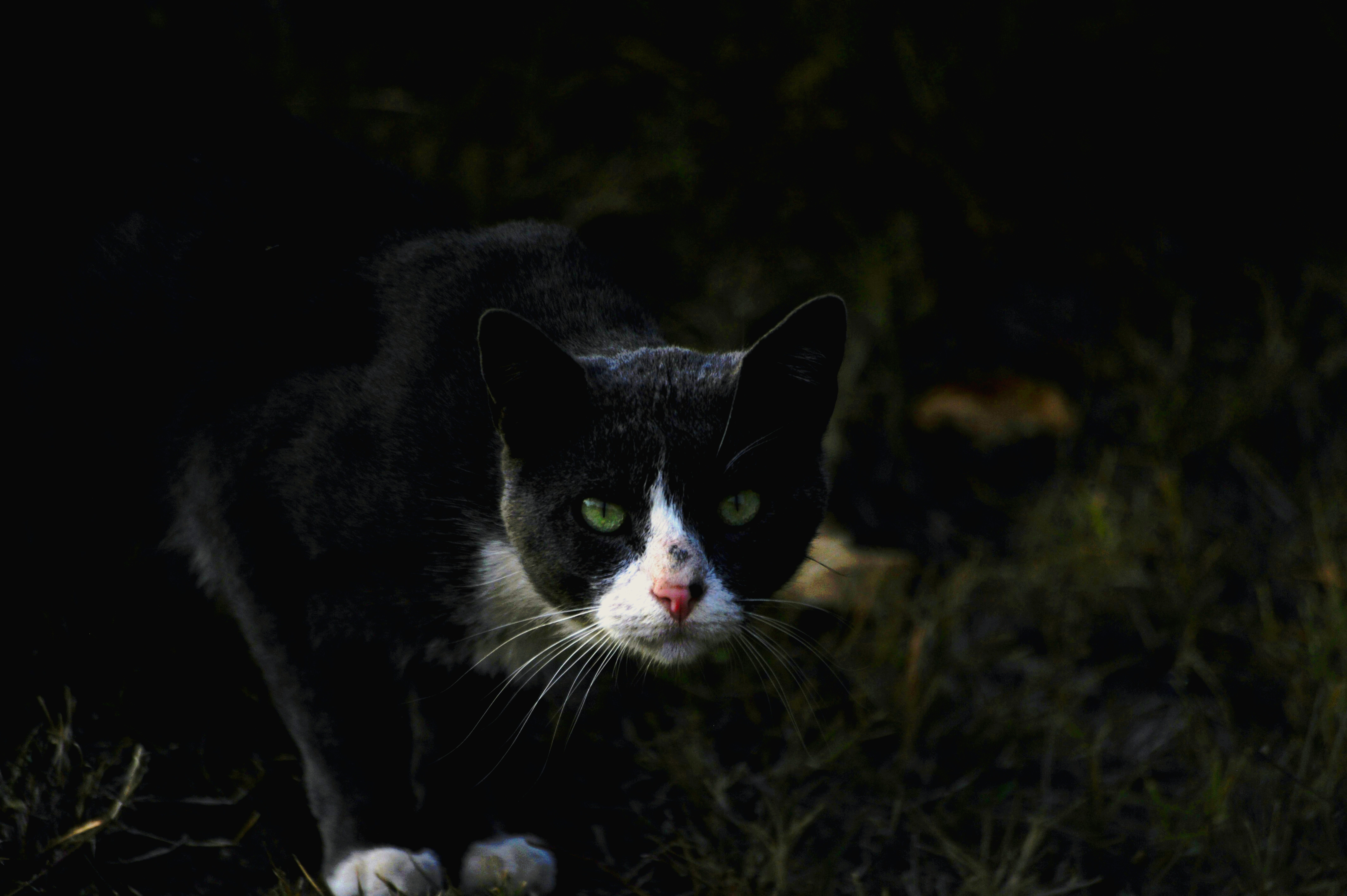 4. Cats - The Domestic Nocturnal Hunters (image credits: unsplash)