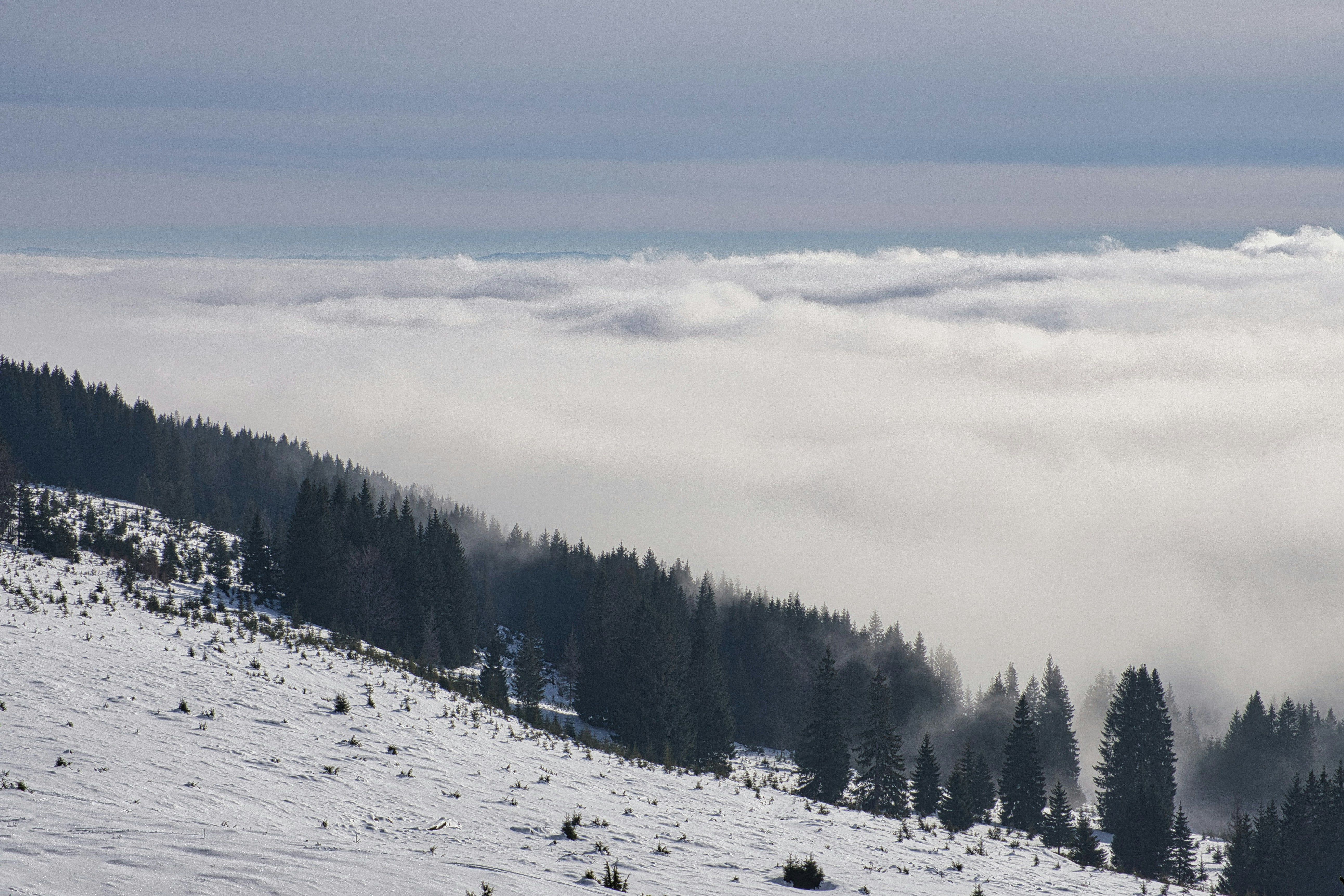 A mountain covered in snow and surrounded by trees