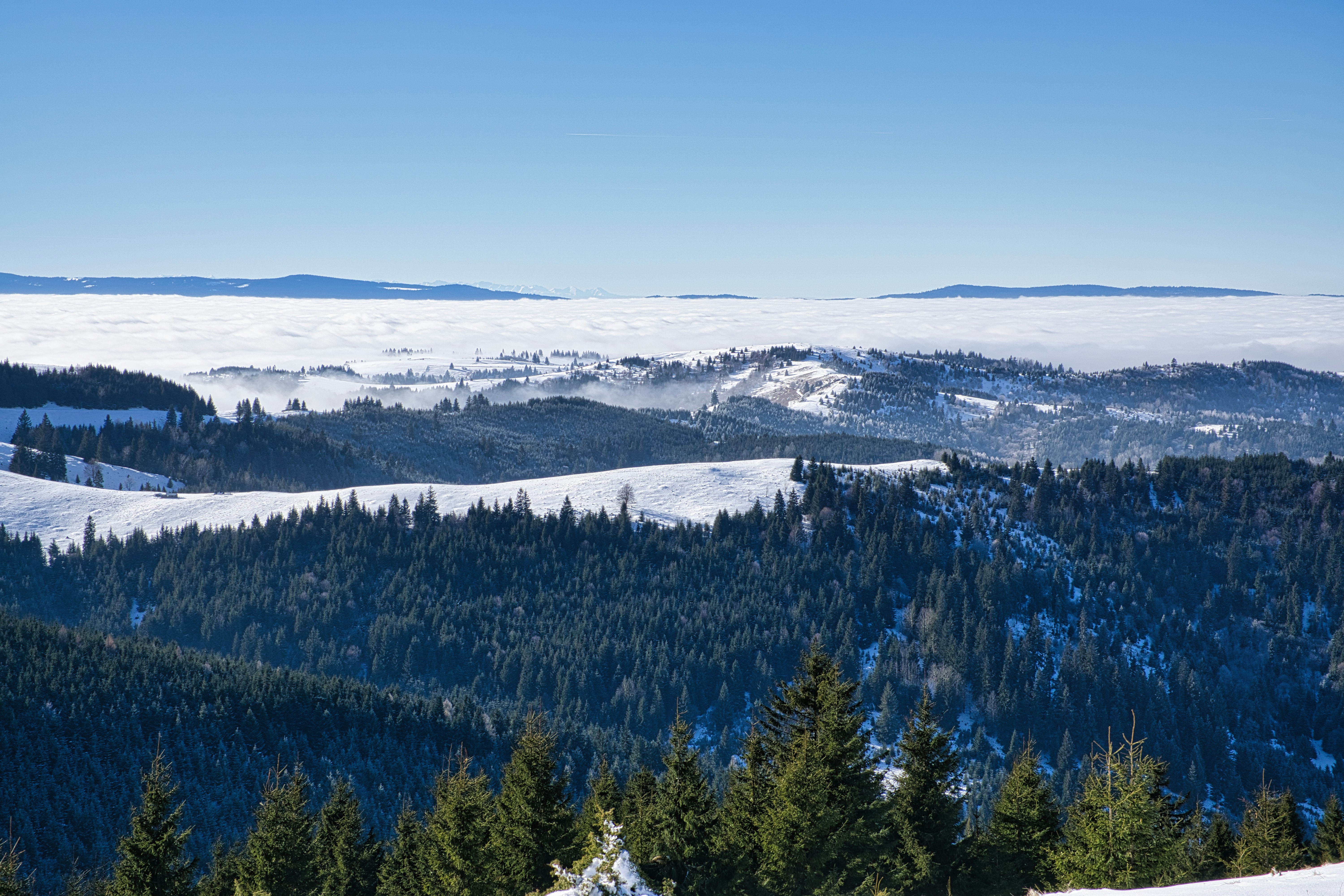 A view of a snowy mountain range with pine trees in the foreground