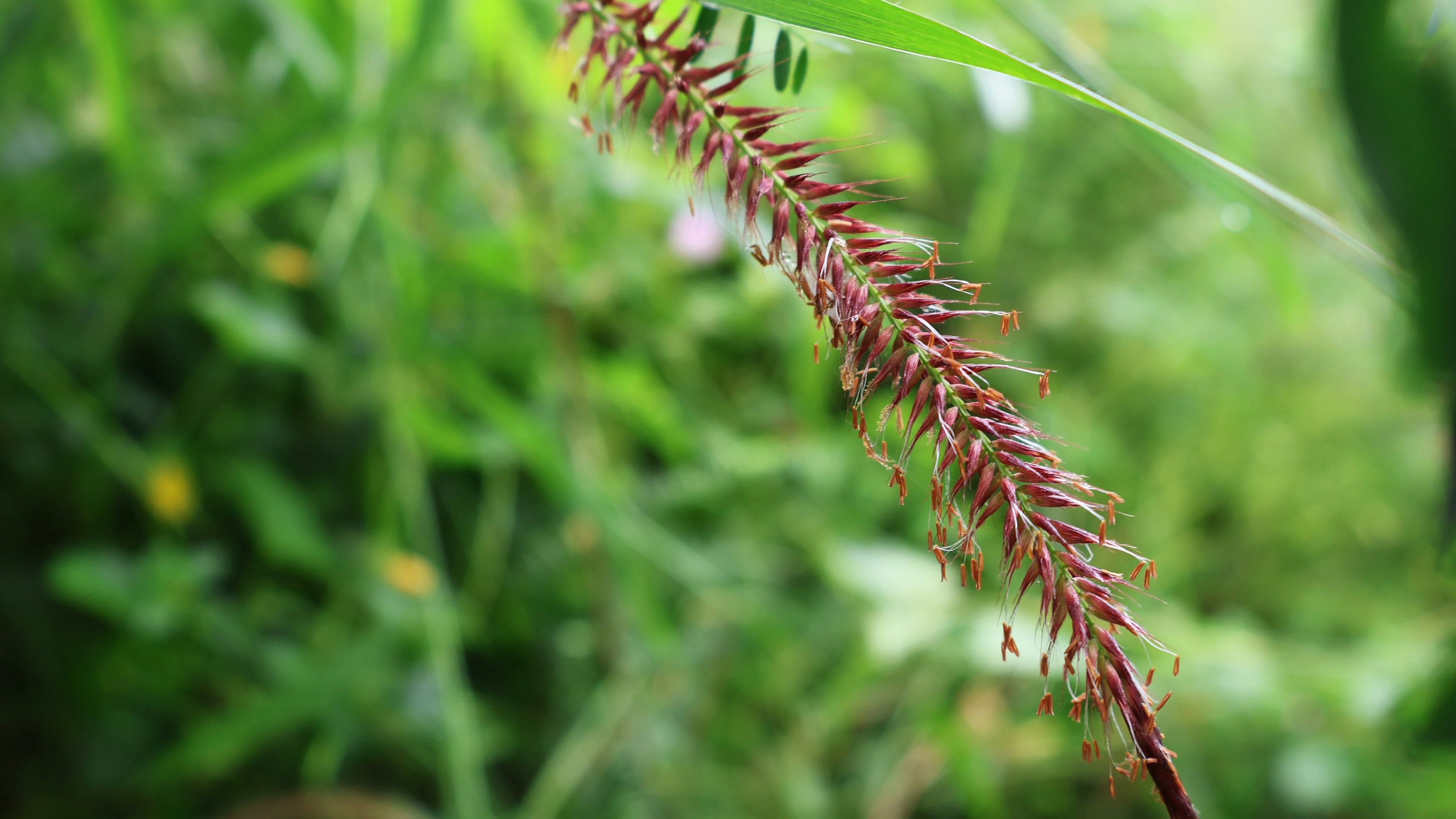 Photo by parichha_rashni