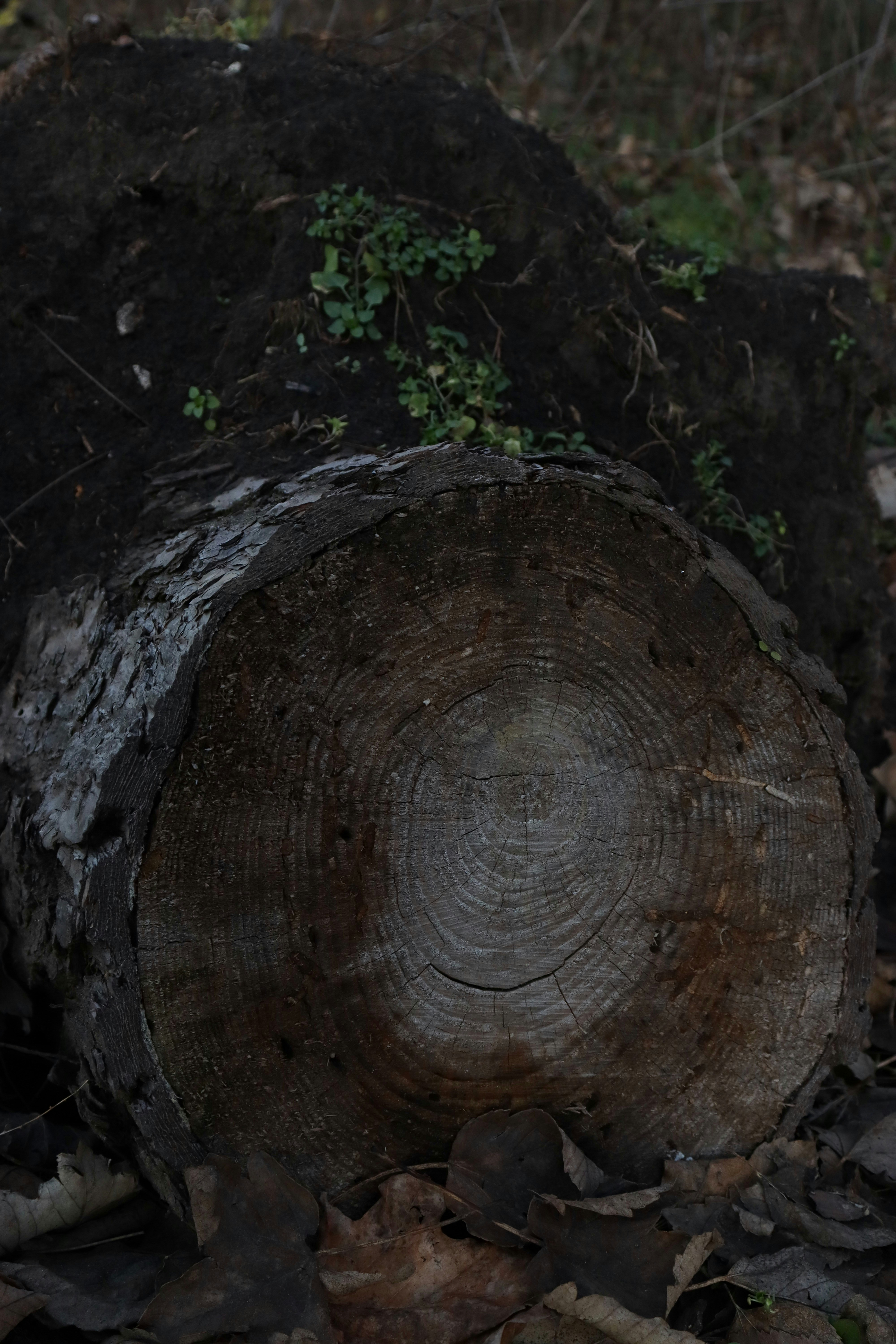 Photo by bored_mongoose