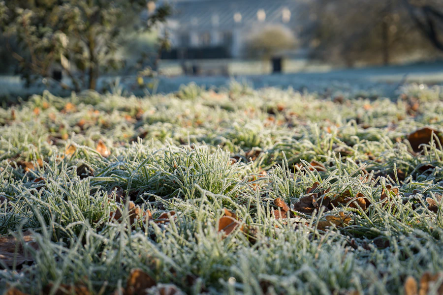 Frost-covered lawn before winter