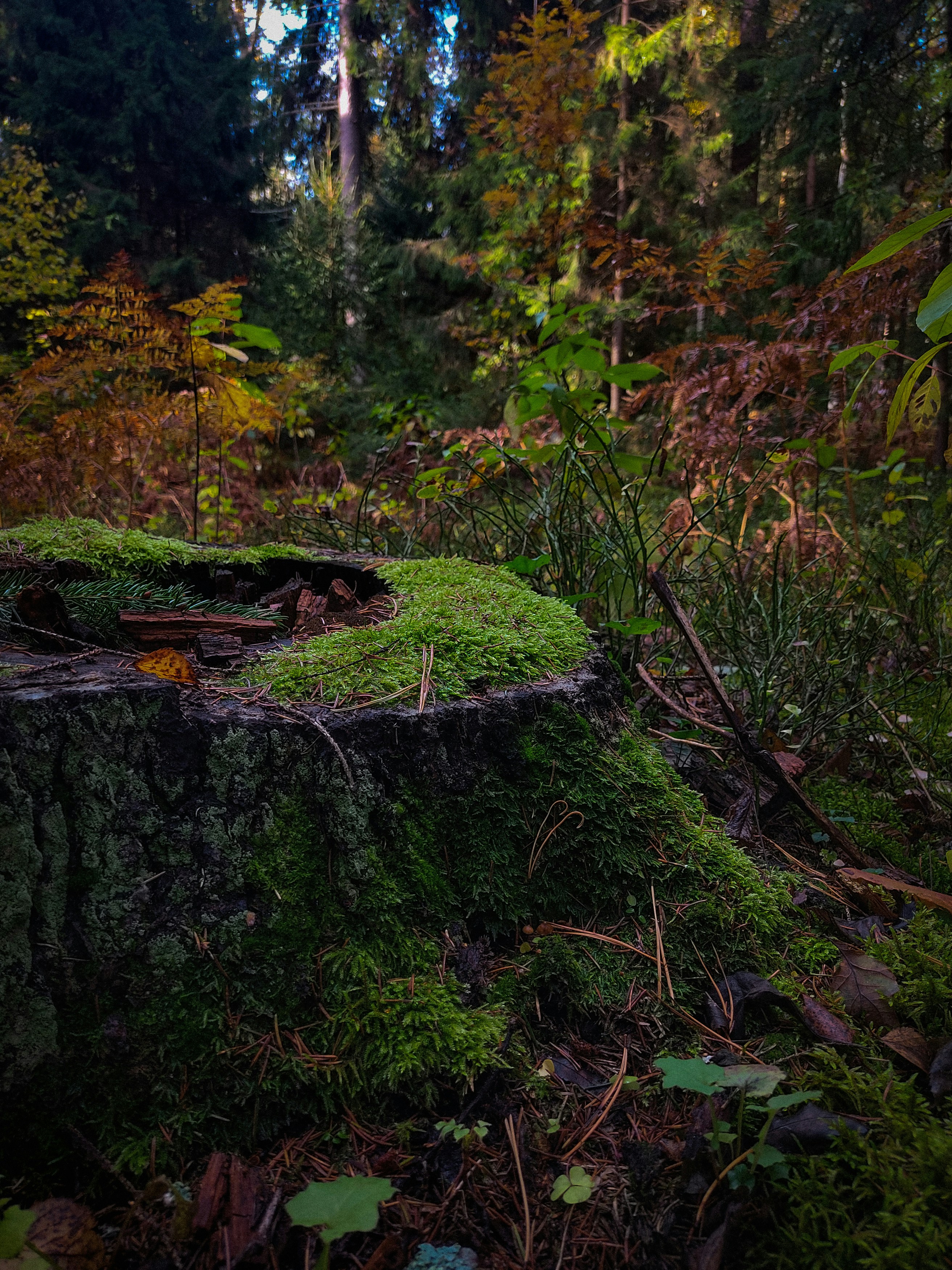 Photo by katya_vysotskaya