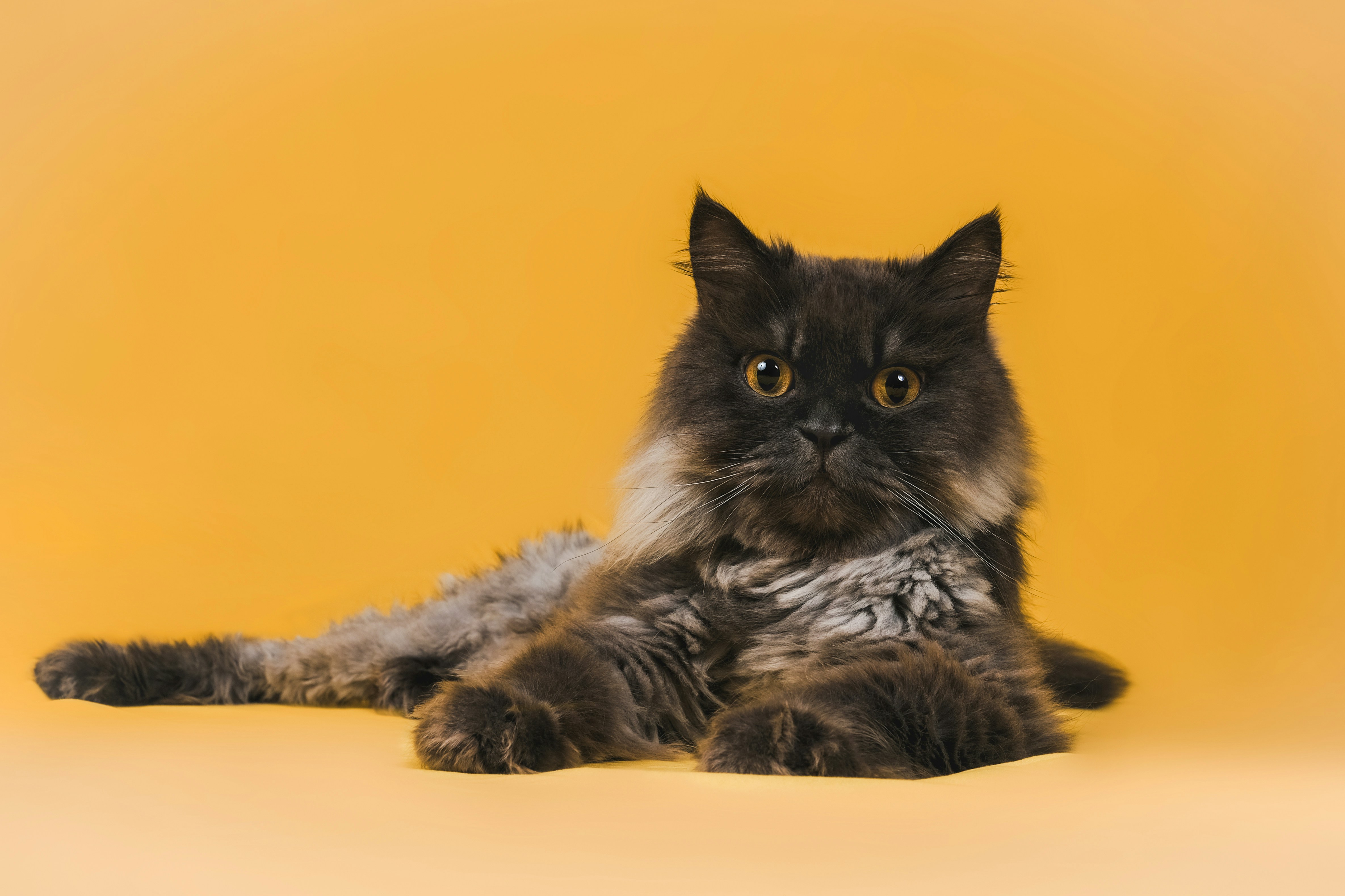 A fluffy cat laying down on a yellow background