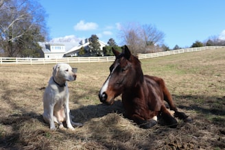 A brown horse and a white dog sitting in a field