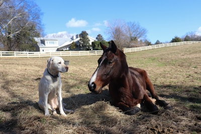 A brown horse and a white dog sitting in a field