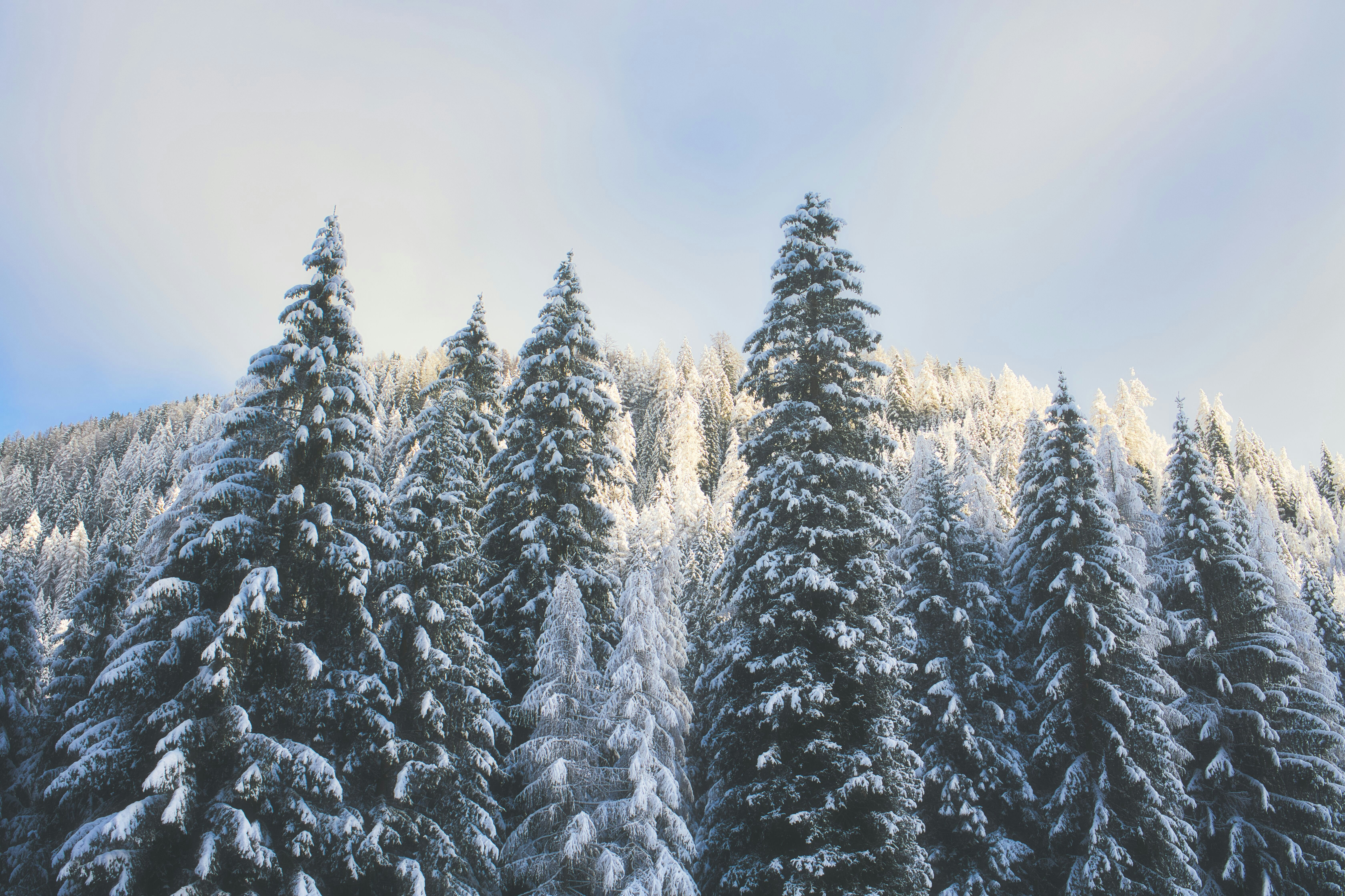 A group of trees covered in snow in front of a mountain