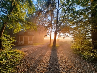 The sun is shining through the trees in the woods