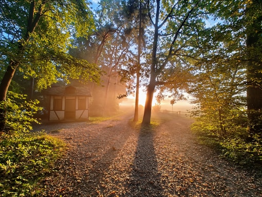 The sun is shining through the trees in the woods