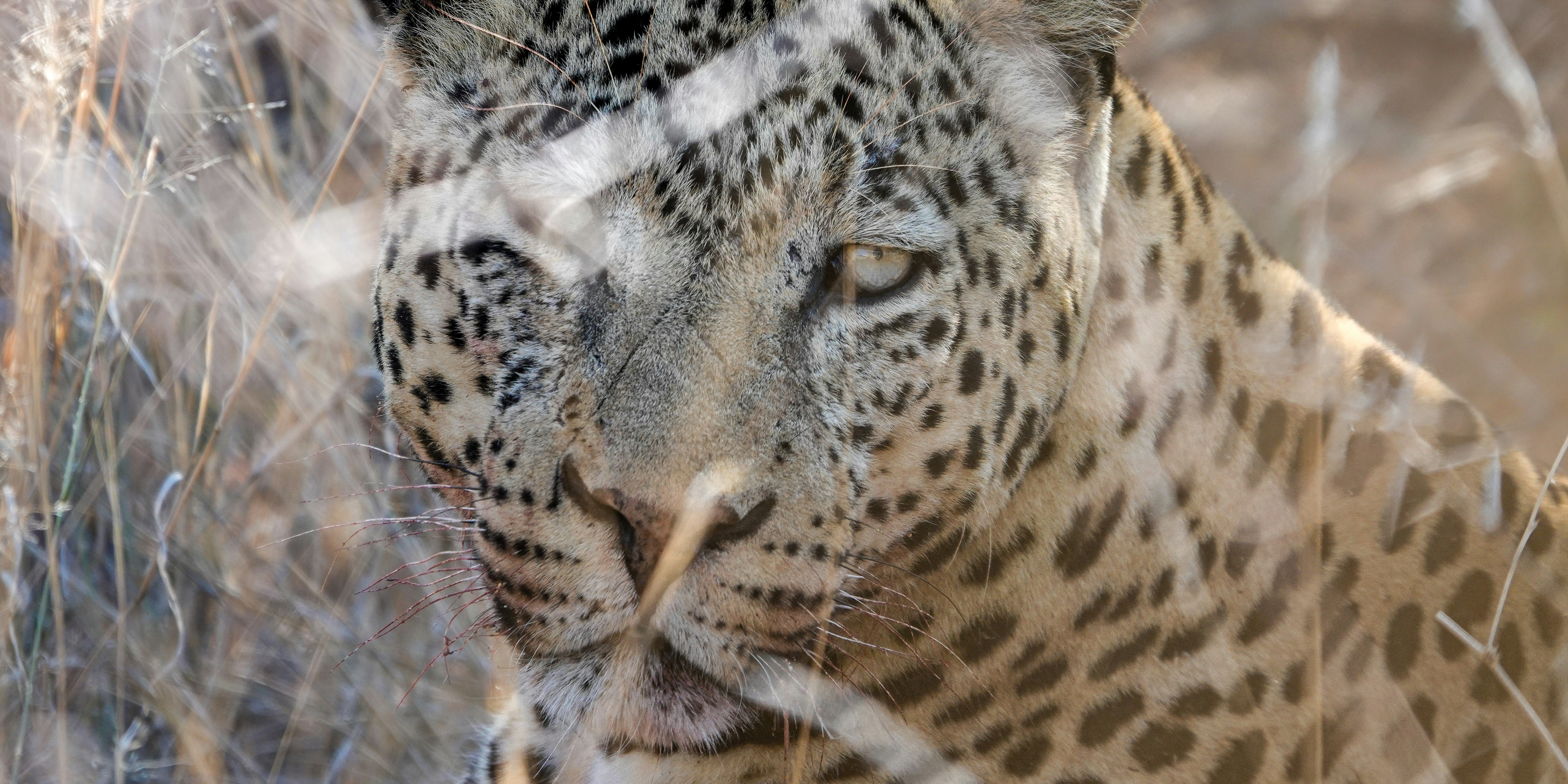 A close up of a leopard in a field