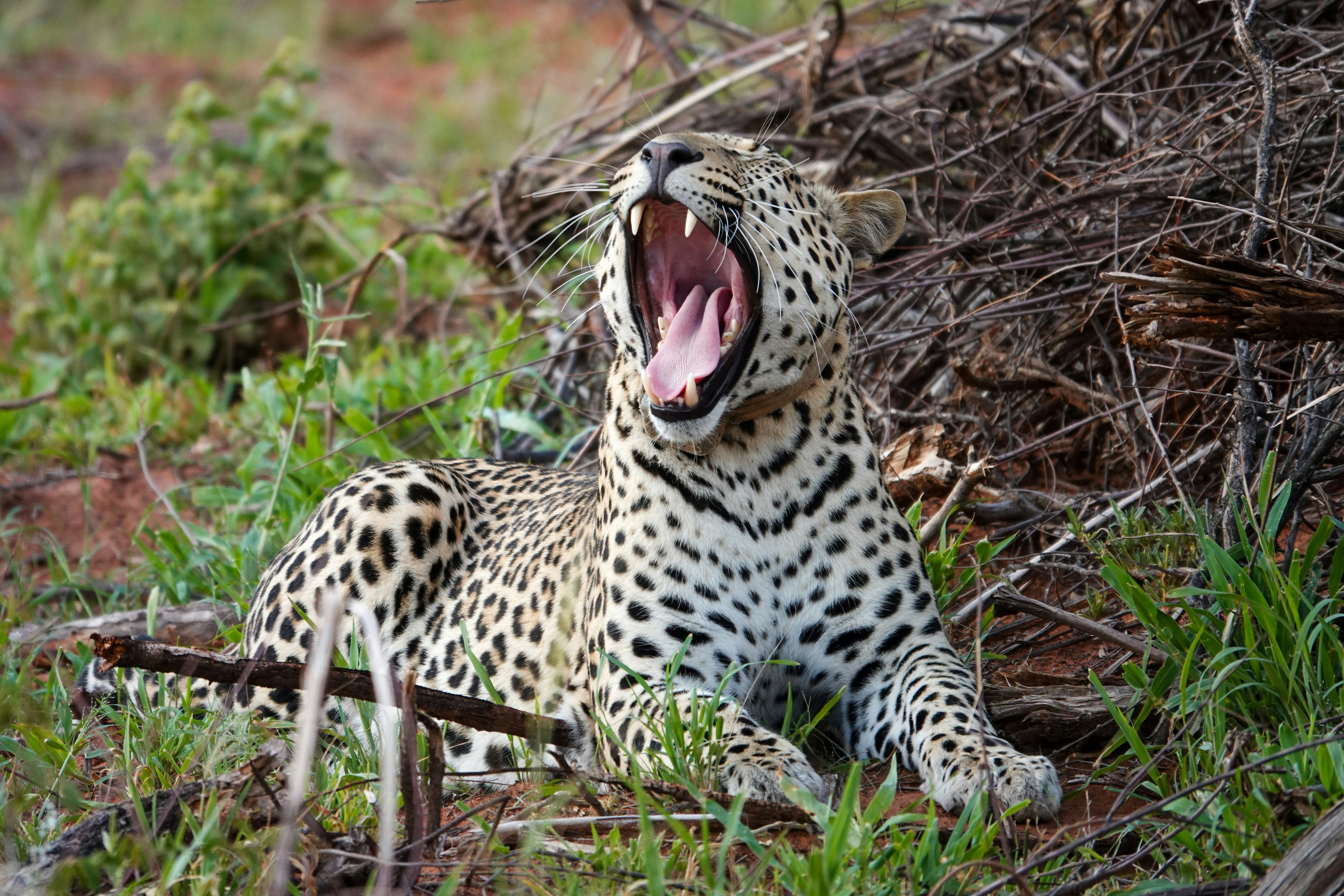 Vocal Whispers (image credits: unsplash)