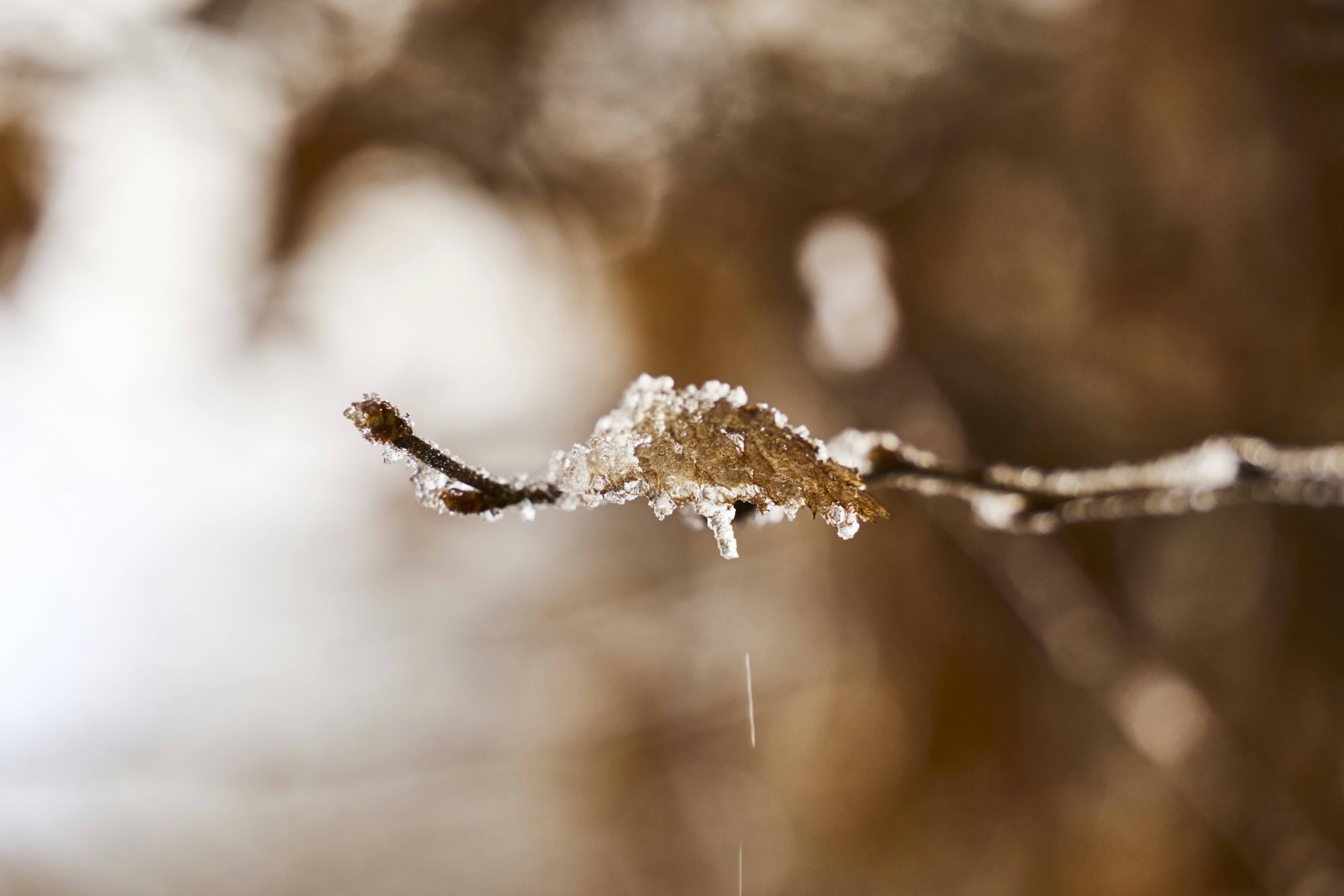 Photo by wolfgang_hasselmann