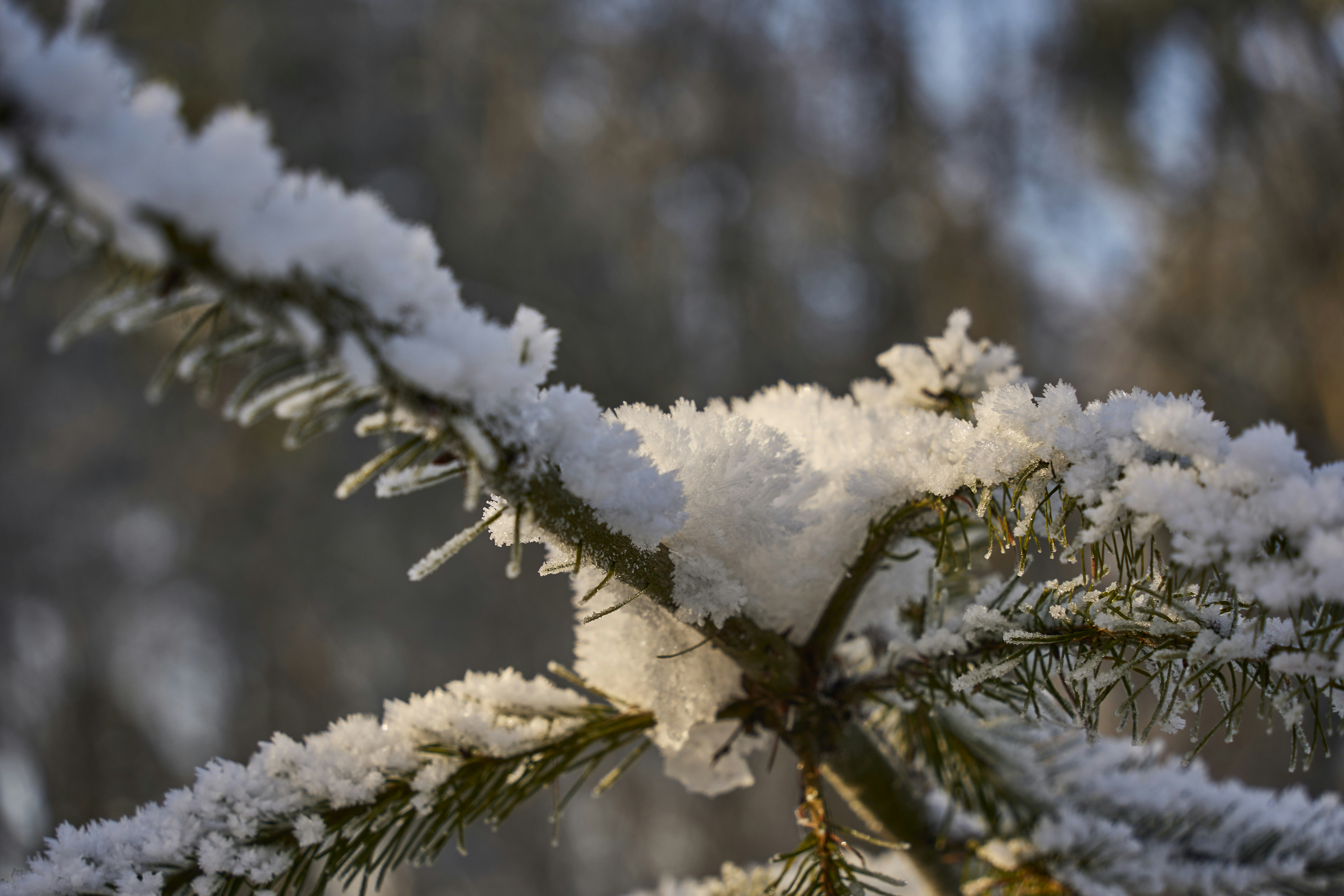 Photo by wolfgang_hasselmann