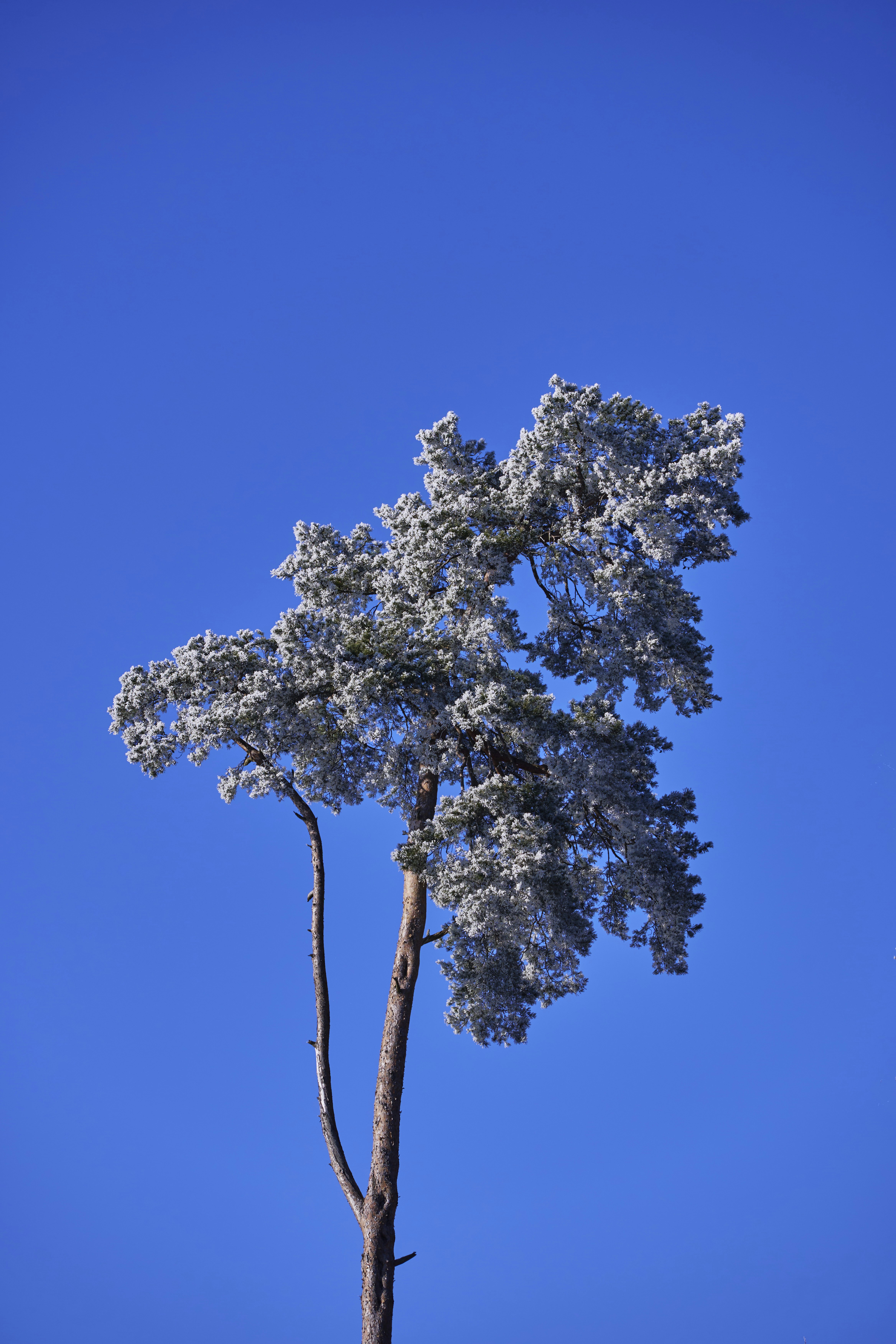 Photo by wolfgang_hasselmann