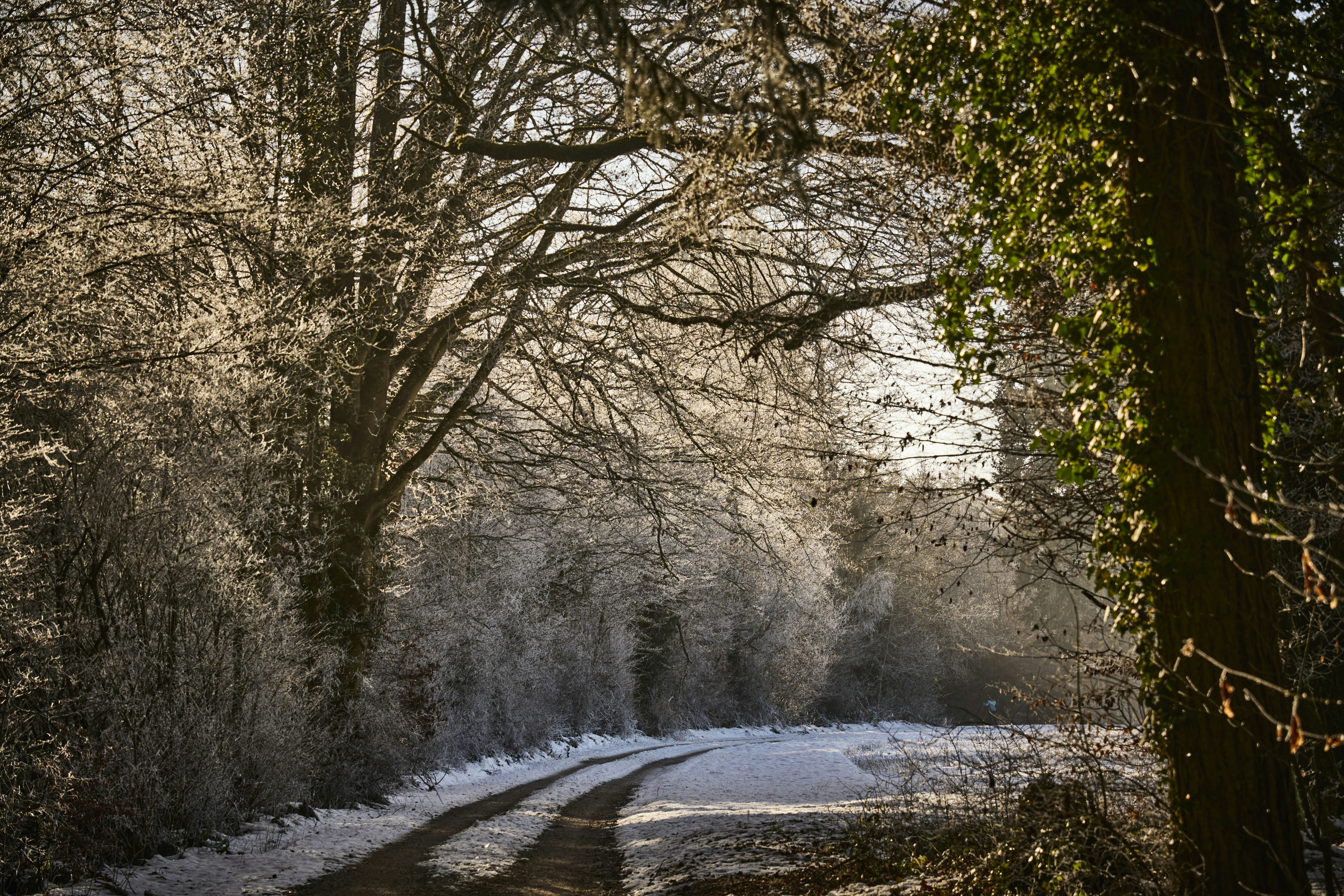 Photo by wolfgang_hasselmann