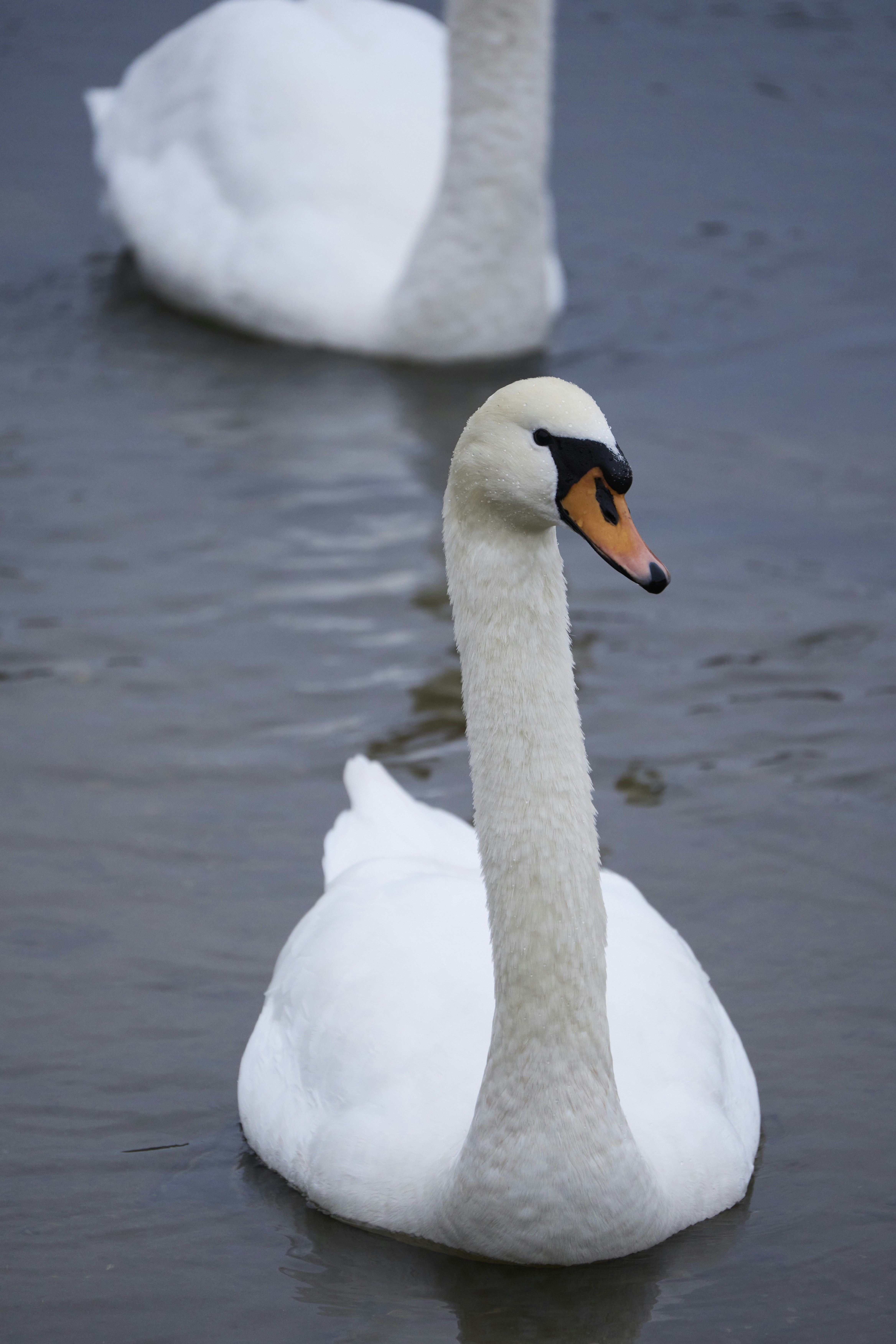 Photo by wolfgang_hasselmann