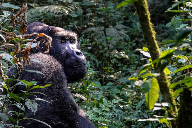 A gorilla standing in the middle of a forest