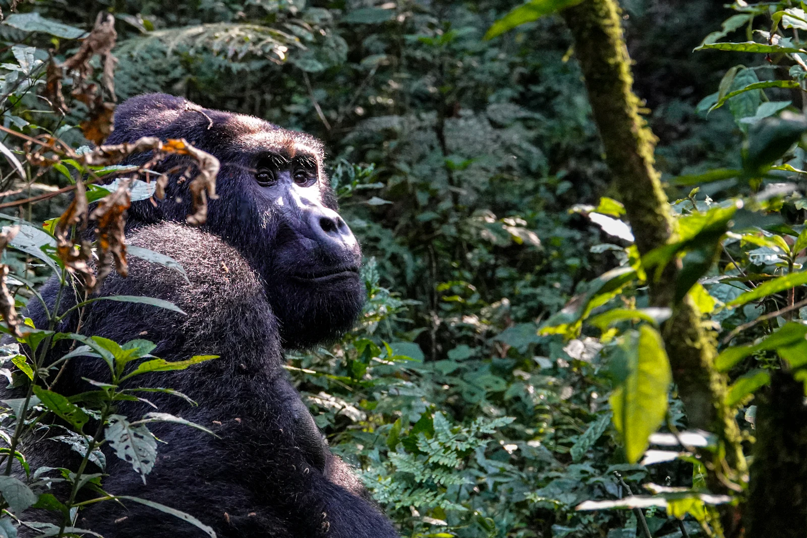 Gorilla in Bwindi Impenetrable Forest, Uganda