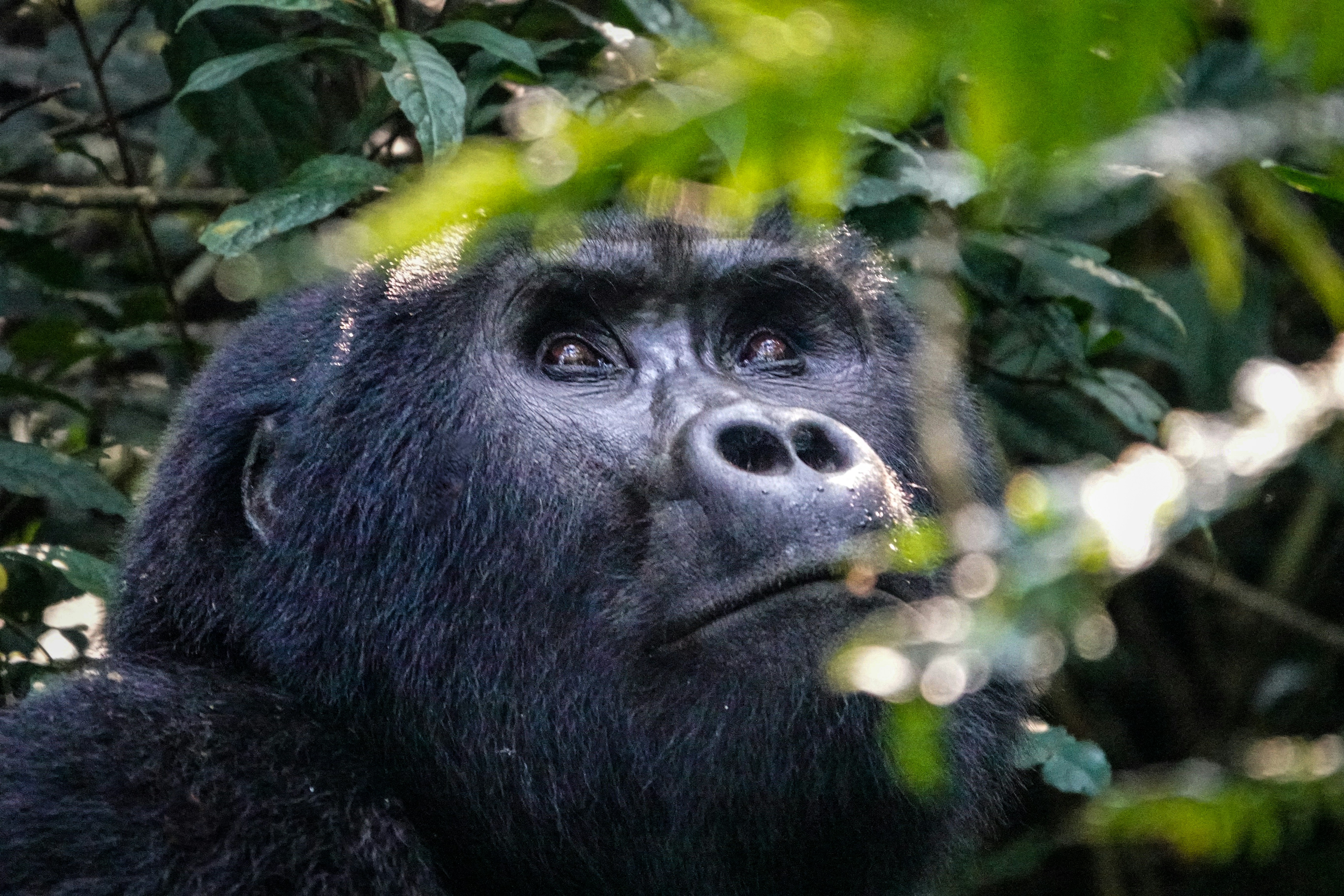A close up of a gorilla in a tree