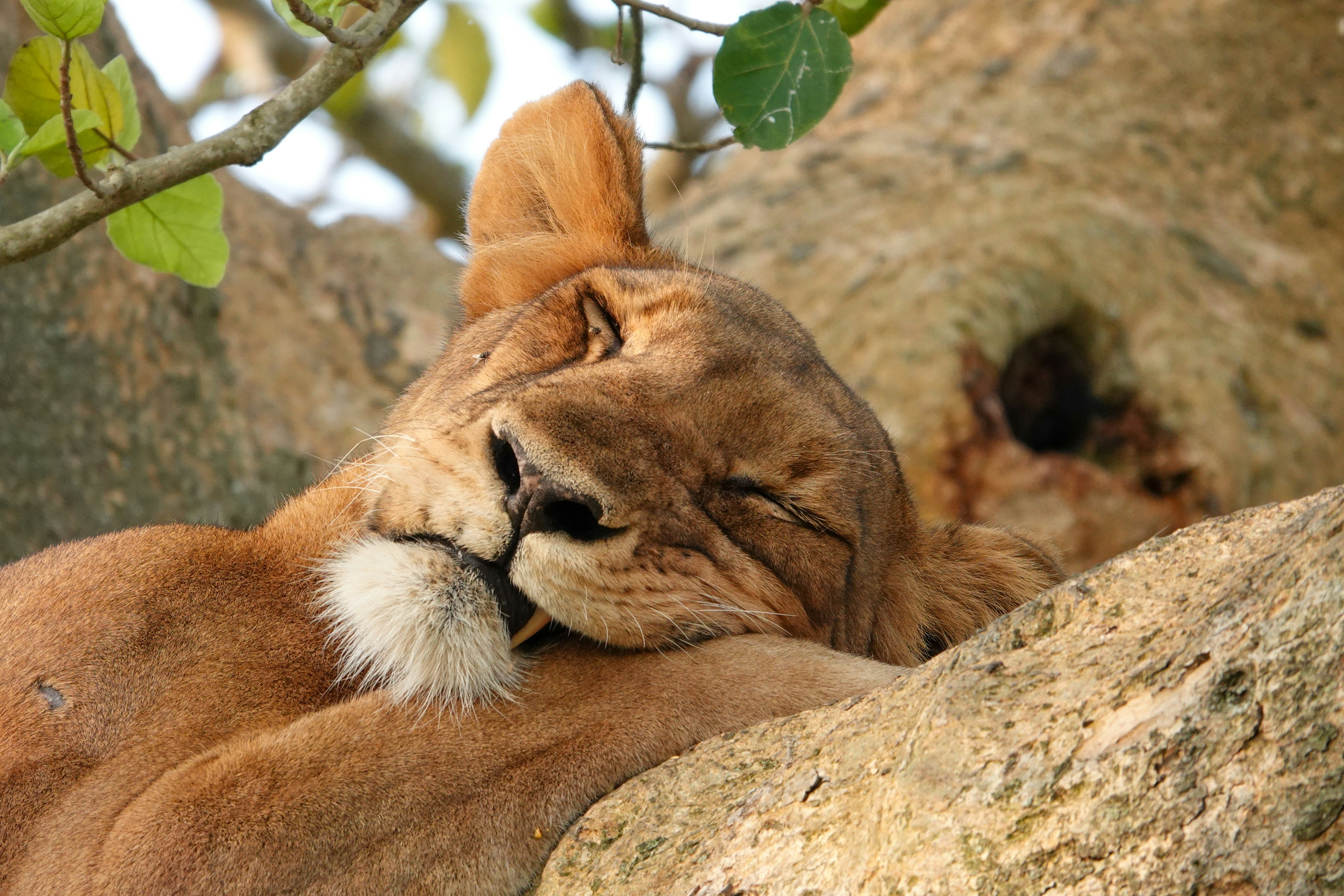 A close up of a lion laying on top of a tree