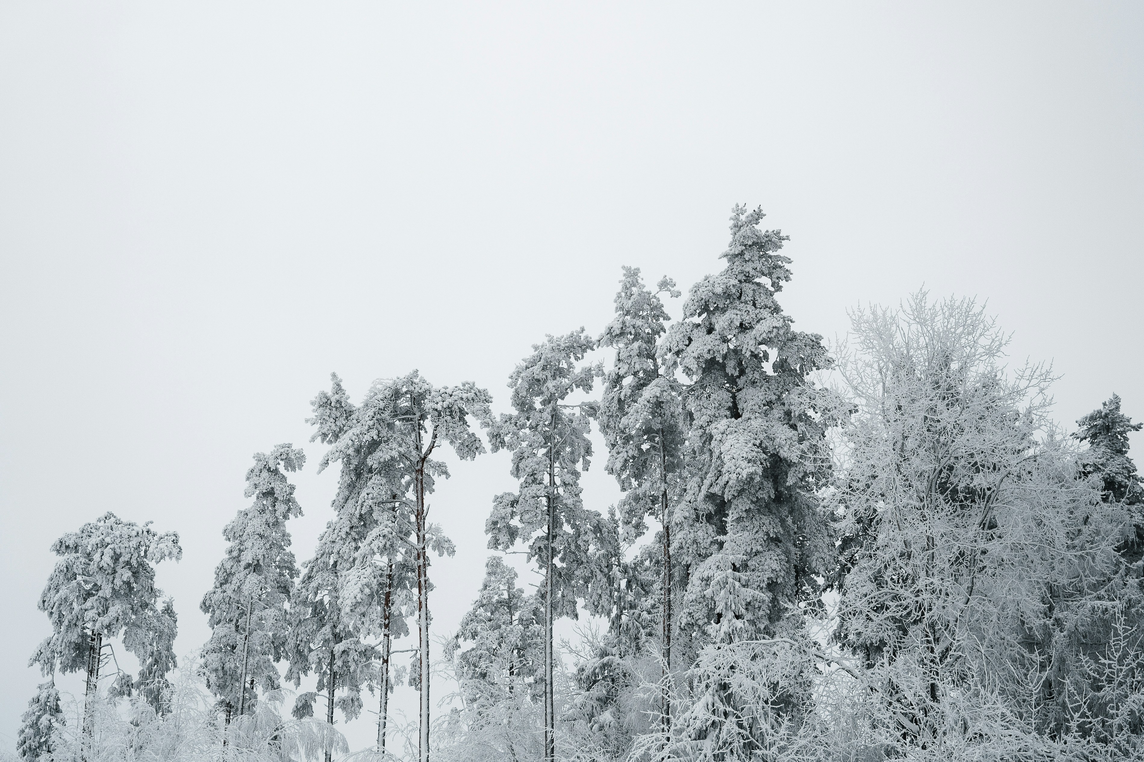 Photo by auchynnikau