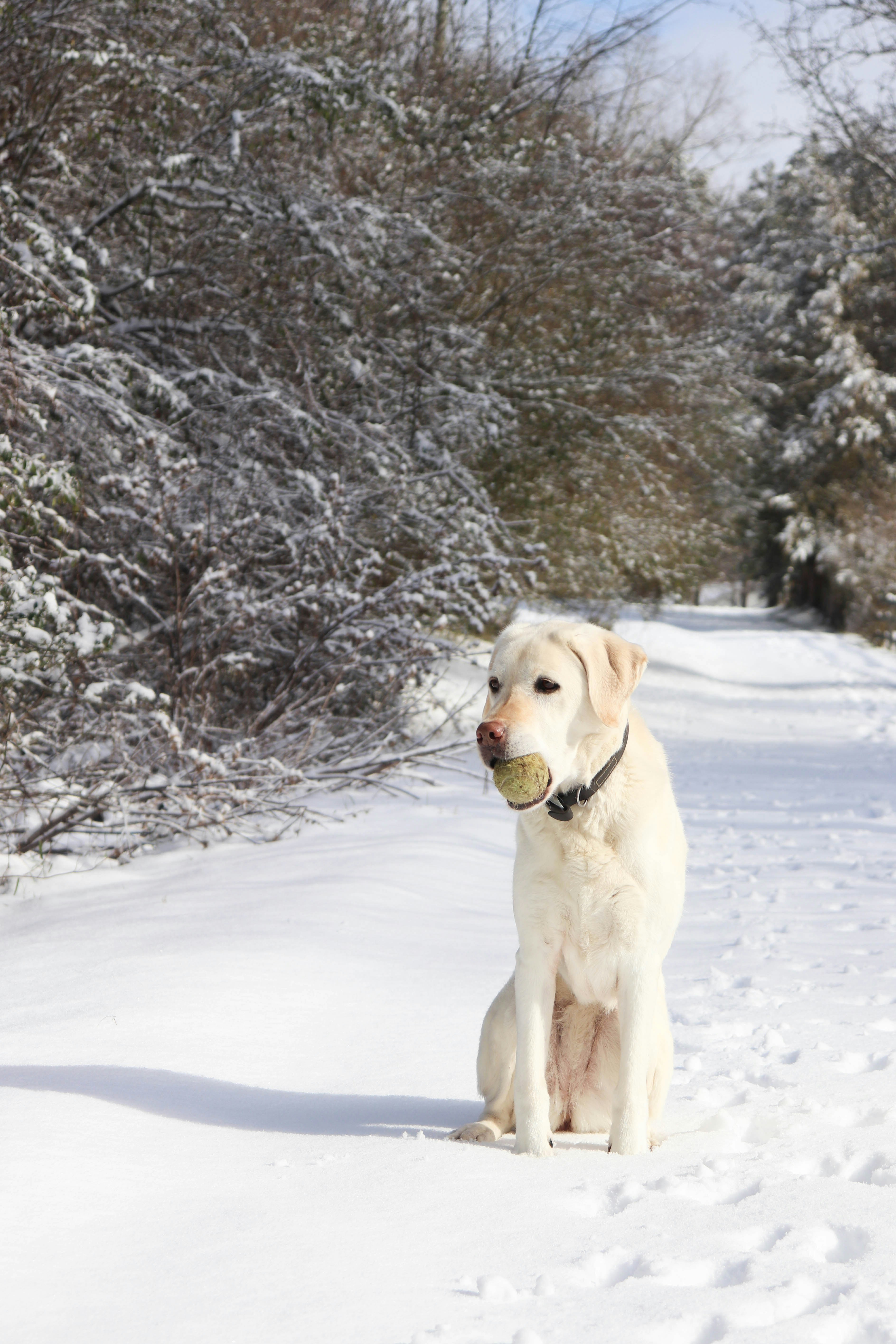 A dog sitting in the snow with a tennis ball in its mouth