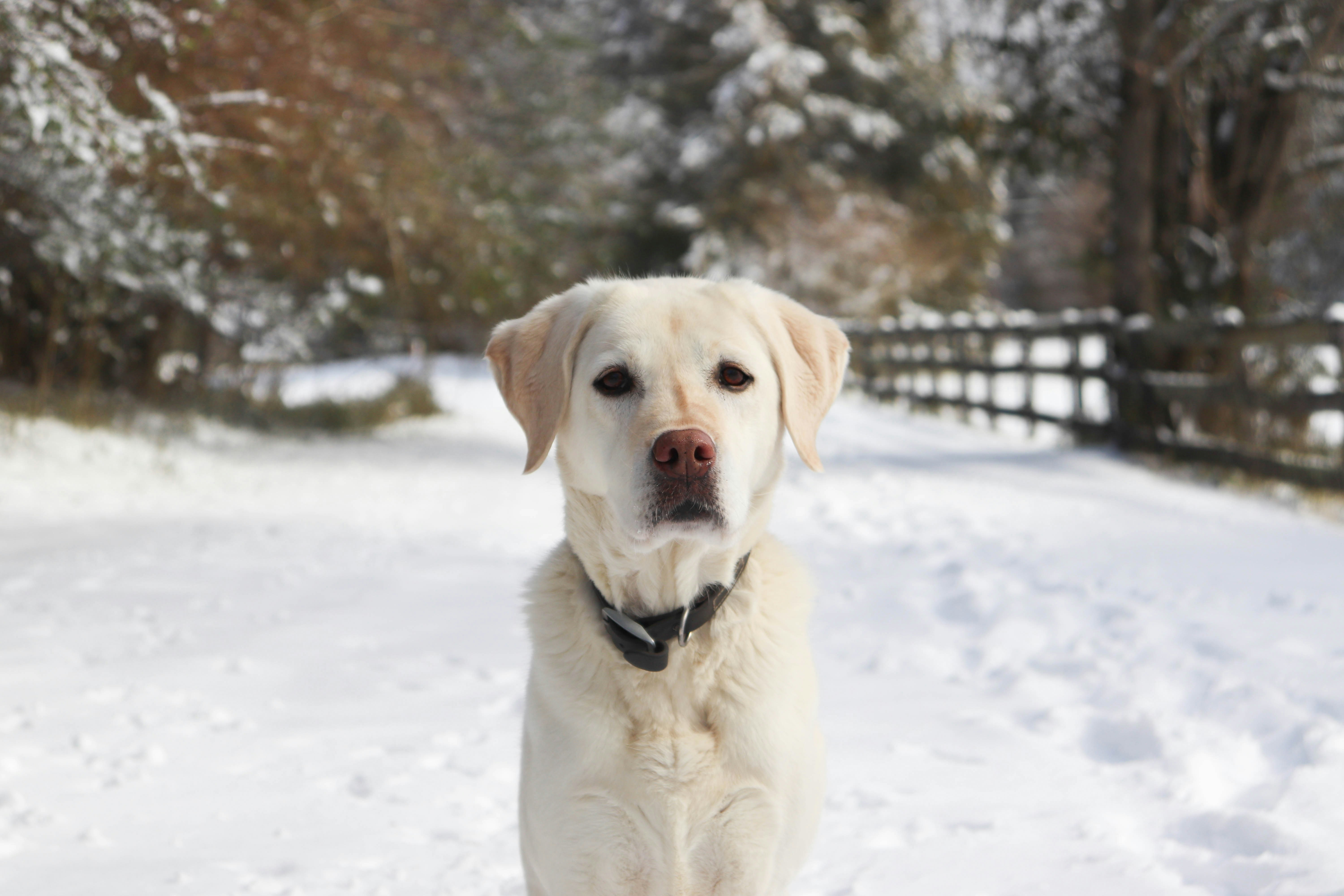A white dog standing in the snow in front of a fence