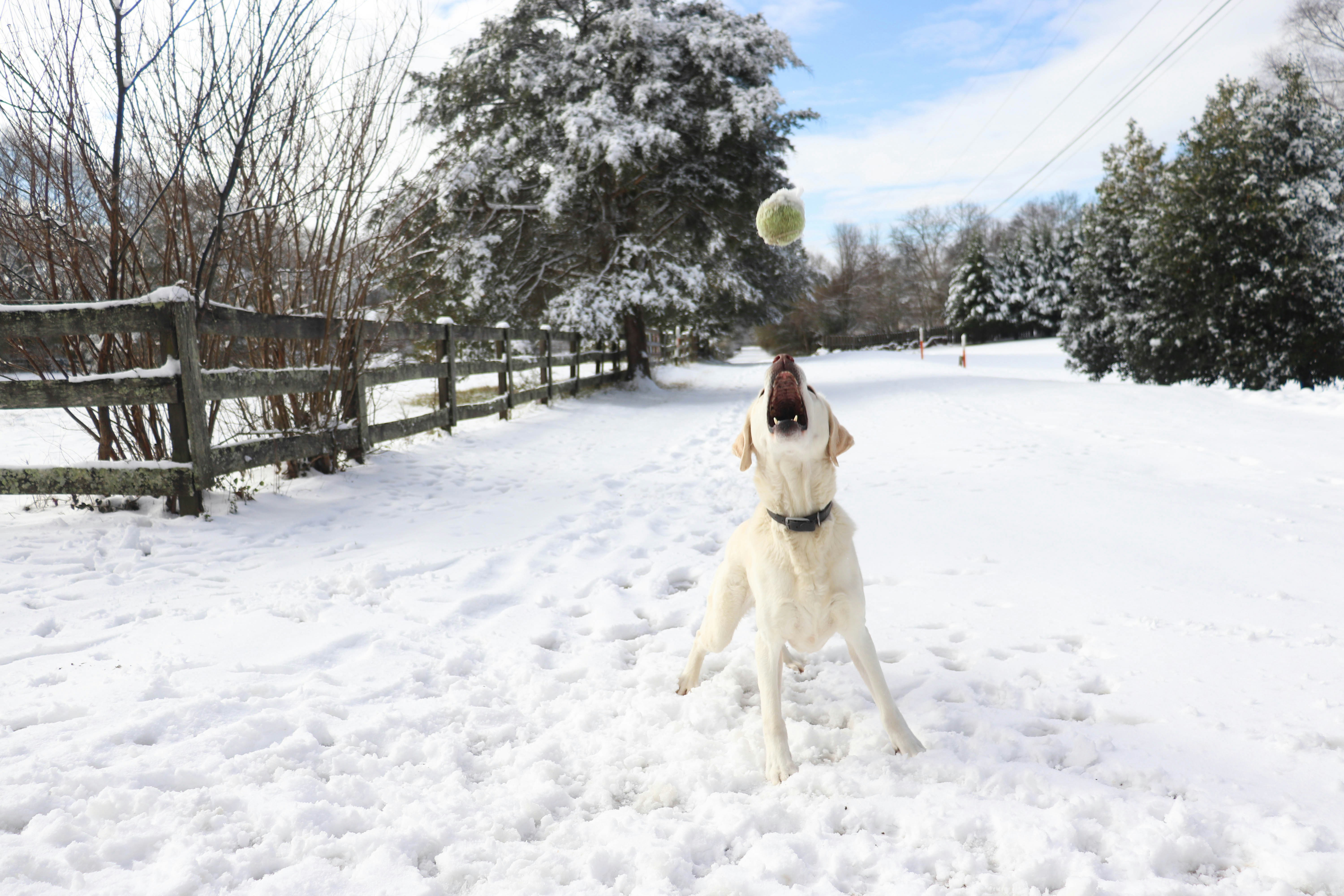 A dog playing with a ball in the snow