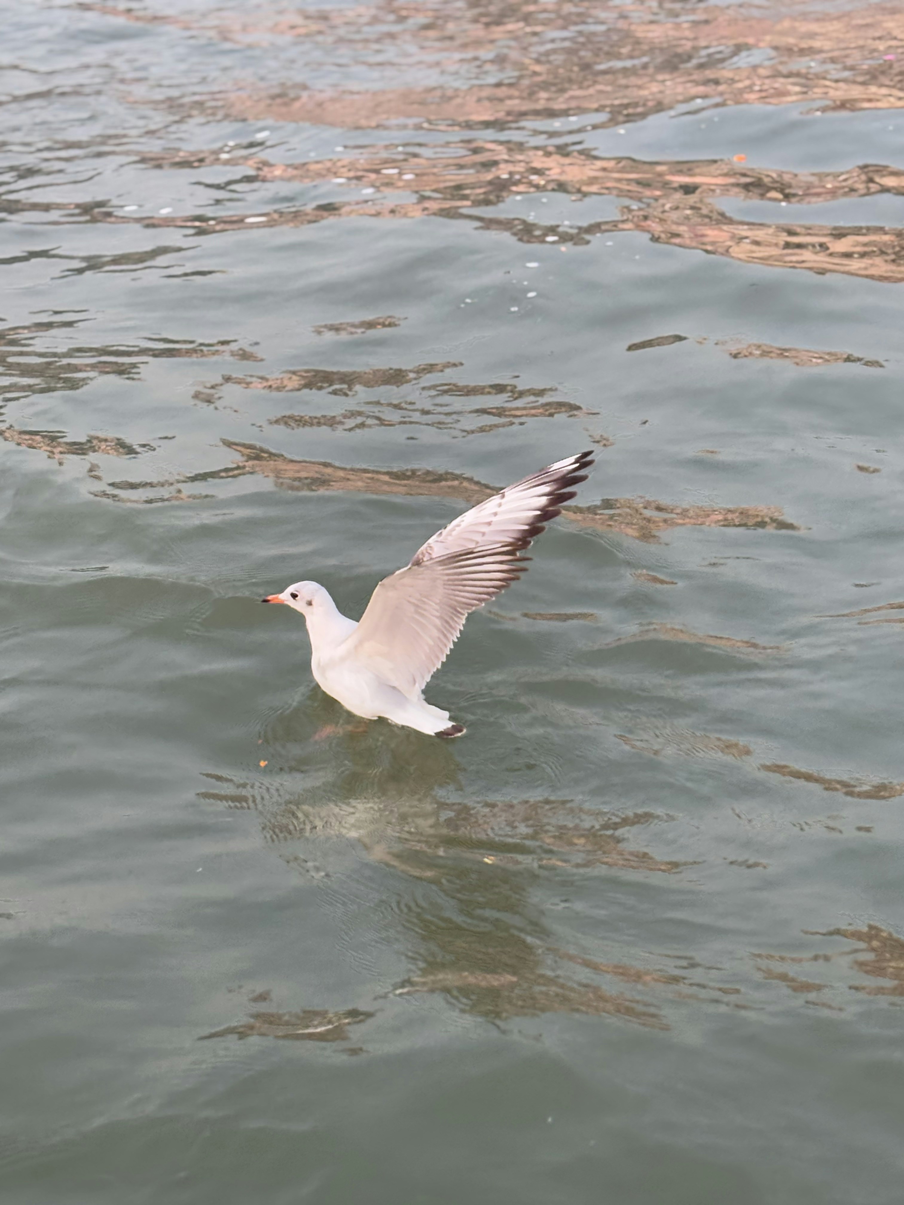 A seagull flying over a body of water