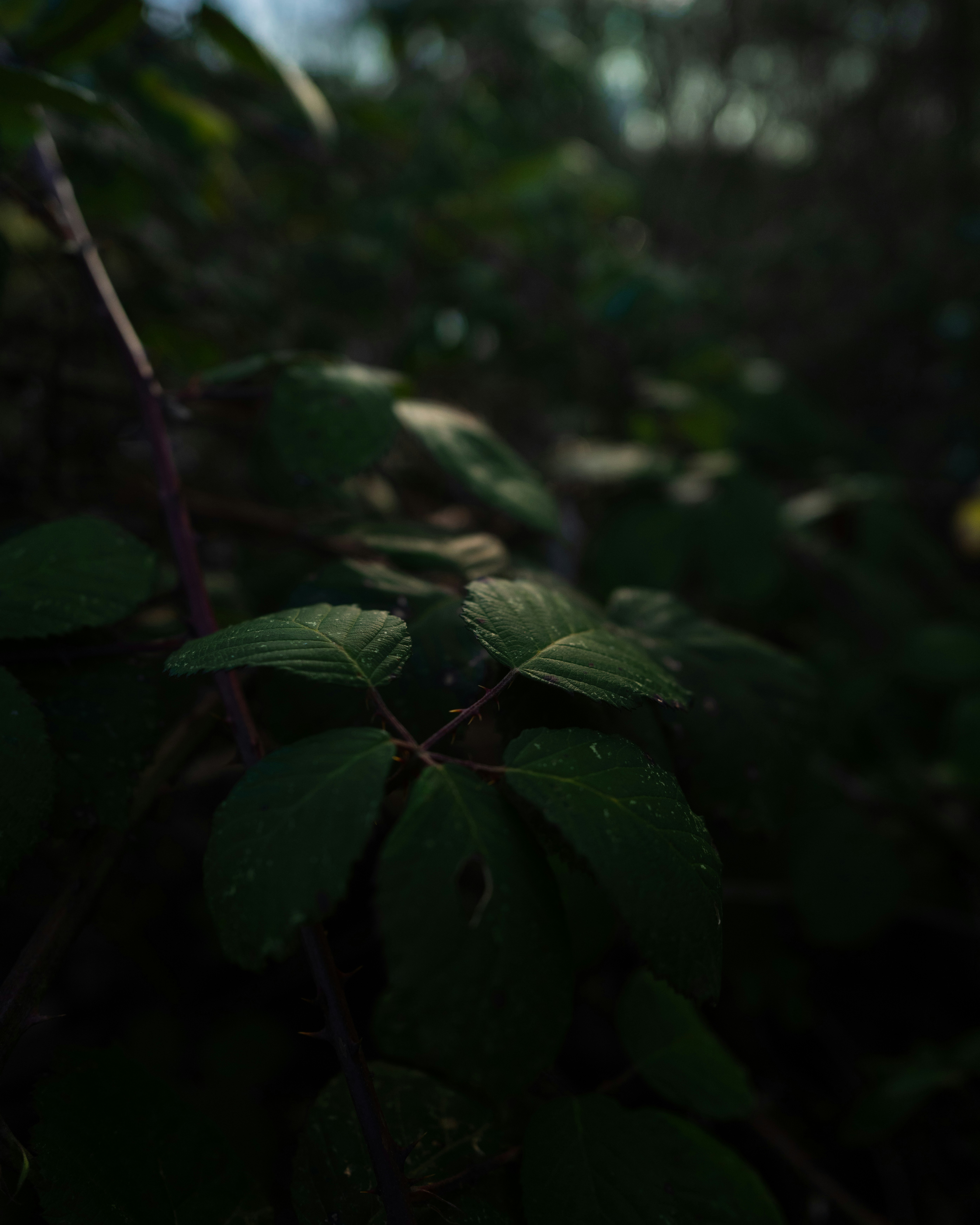Ein verschwommenes Foto von Blättern im Wald