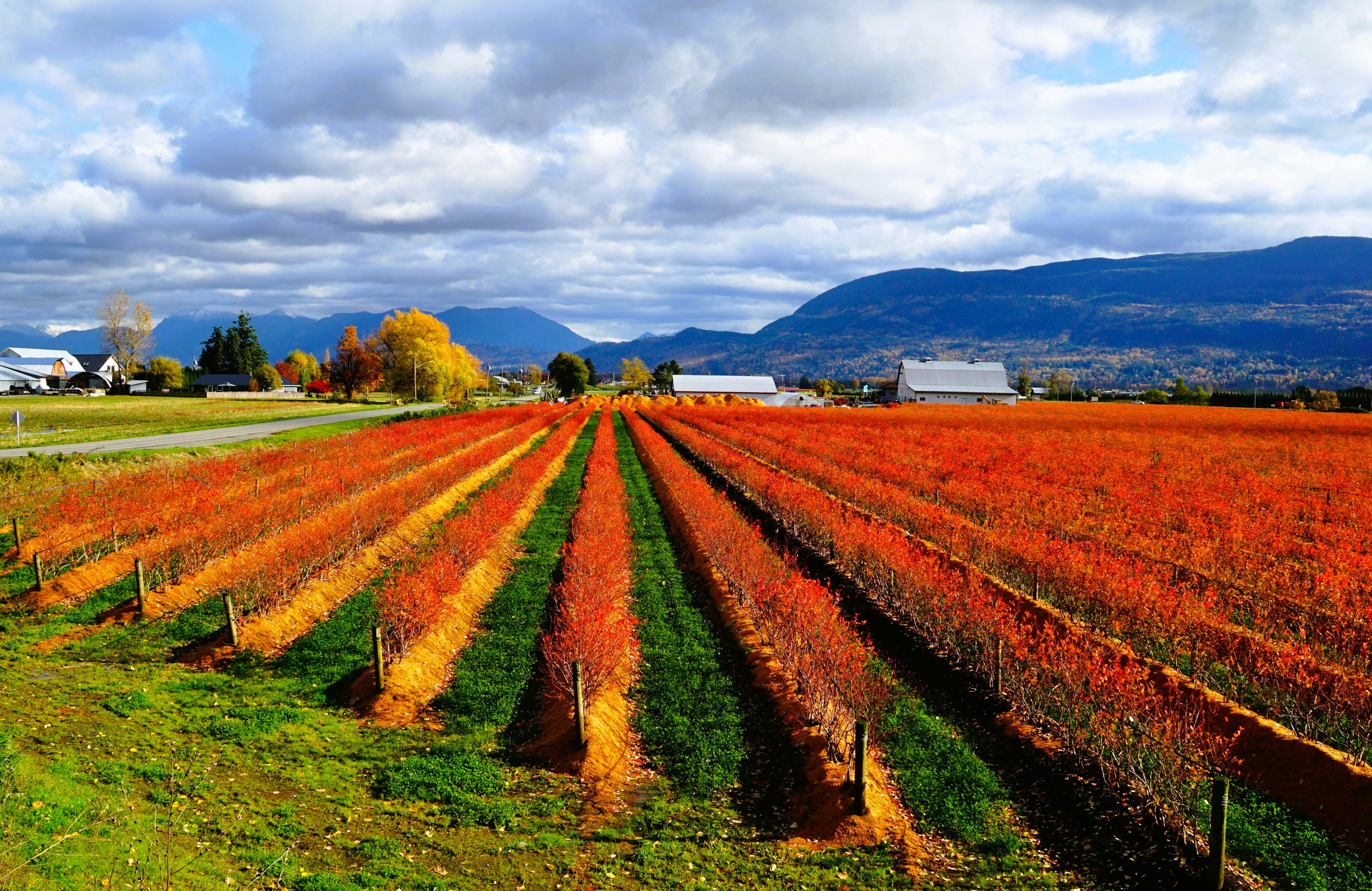 A large field with many rows of trees in it photo – Free Chilliwack ...